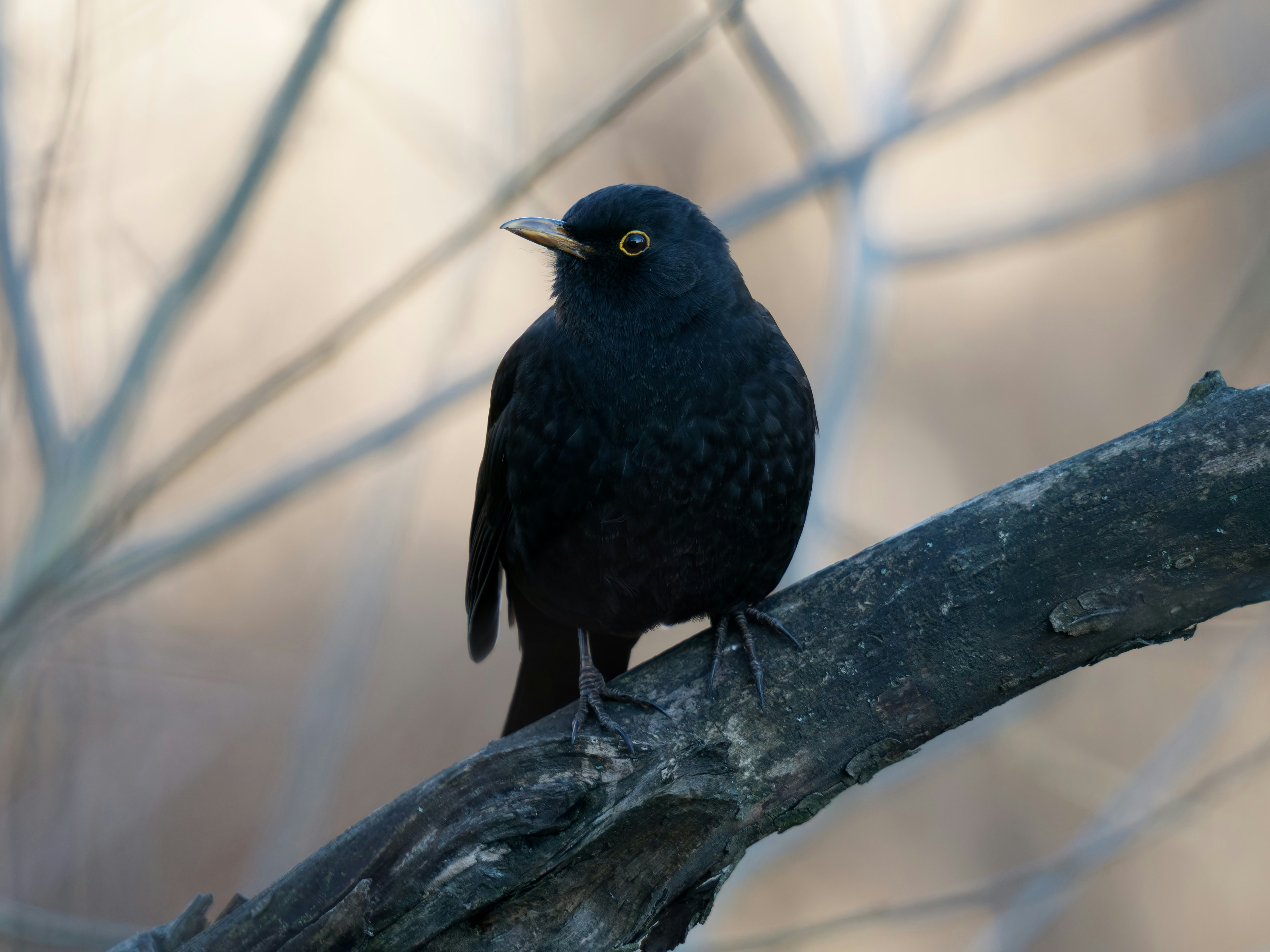 Photo by illes_cristi