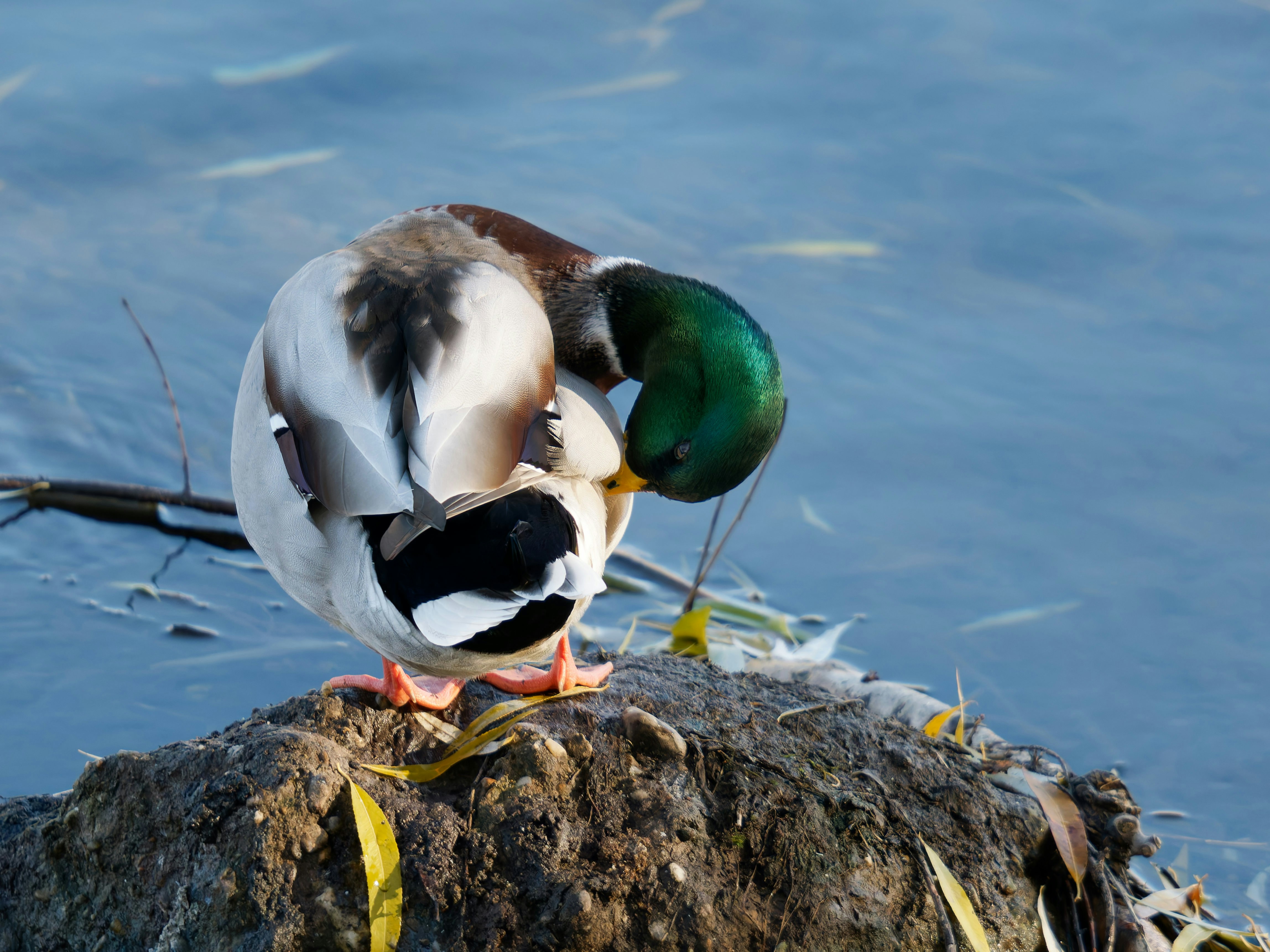 Photo by illes_cristi