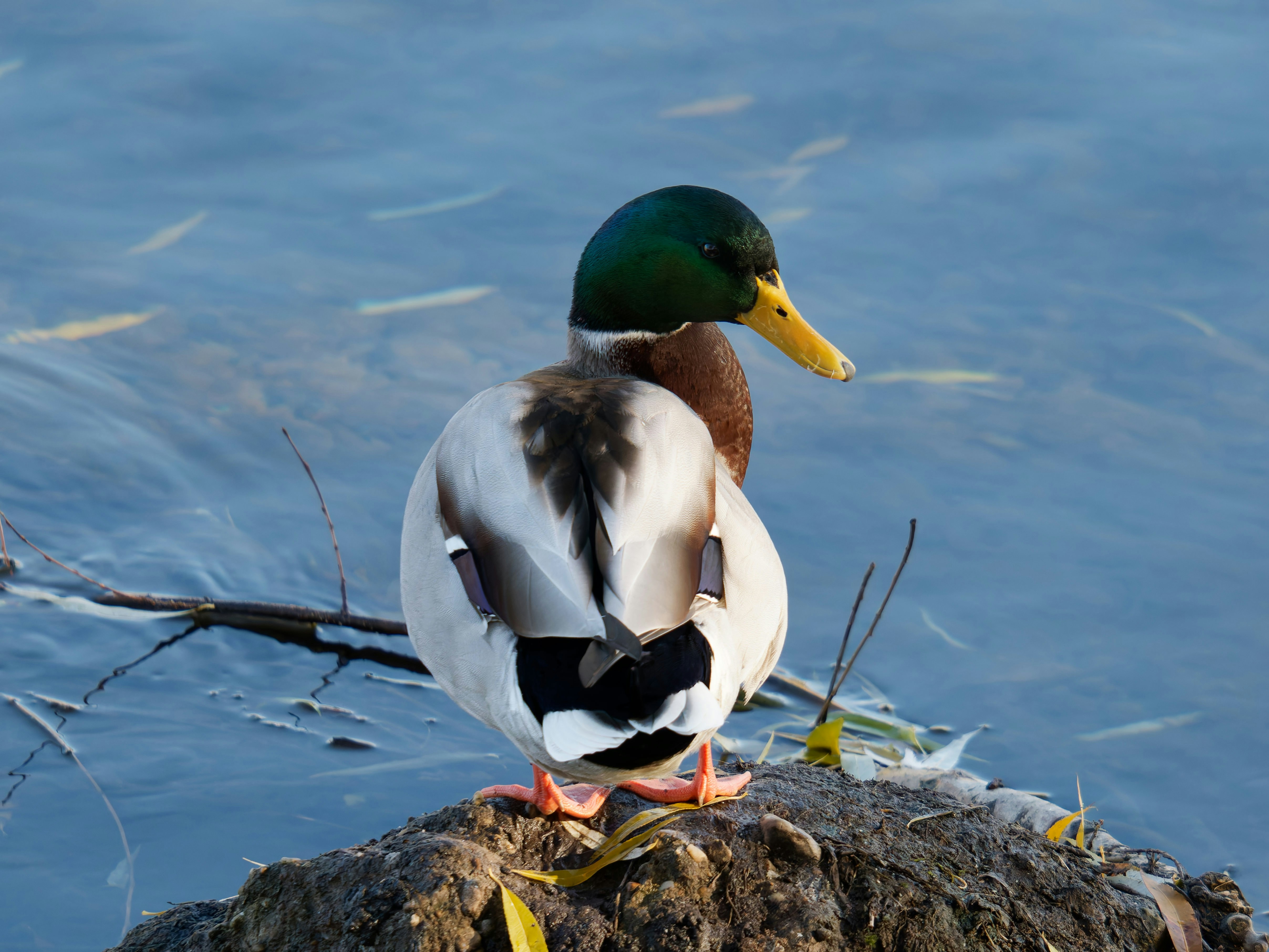 Photo by illes_cristi