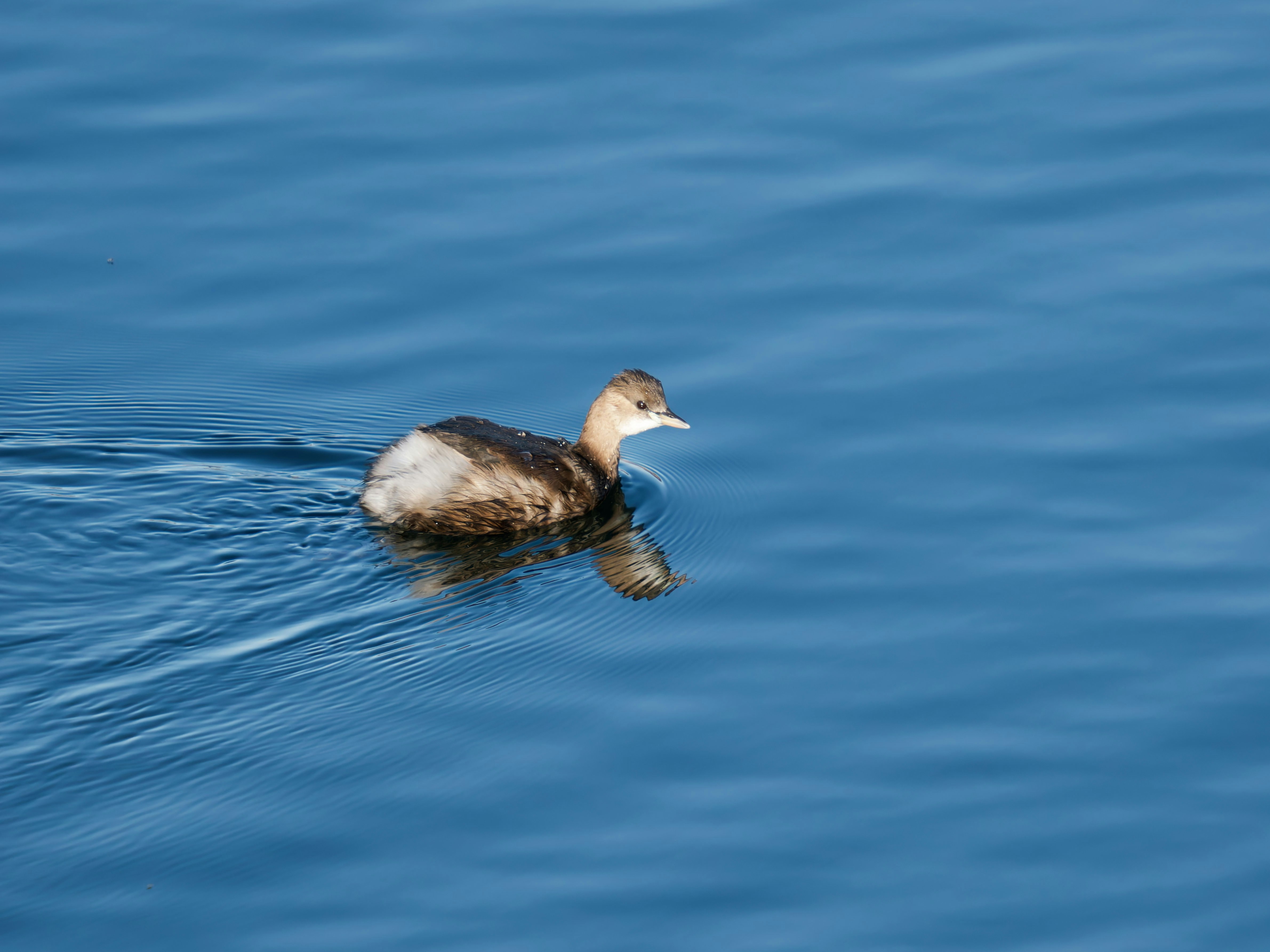 Photo by illes_cristi