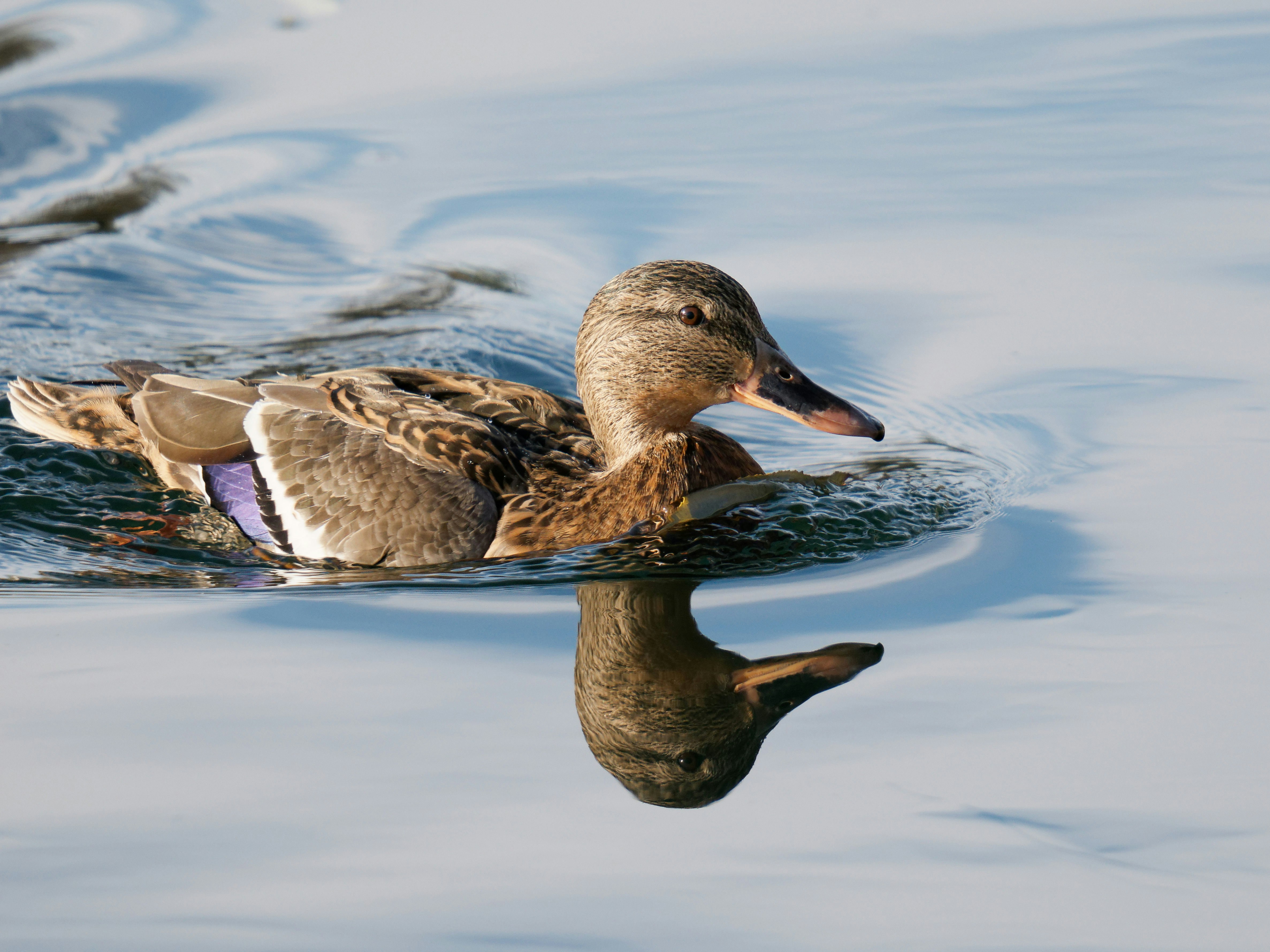 Photo by illes_cristi