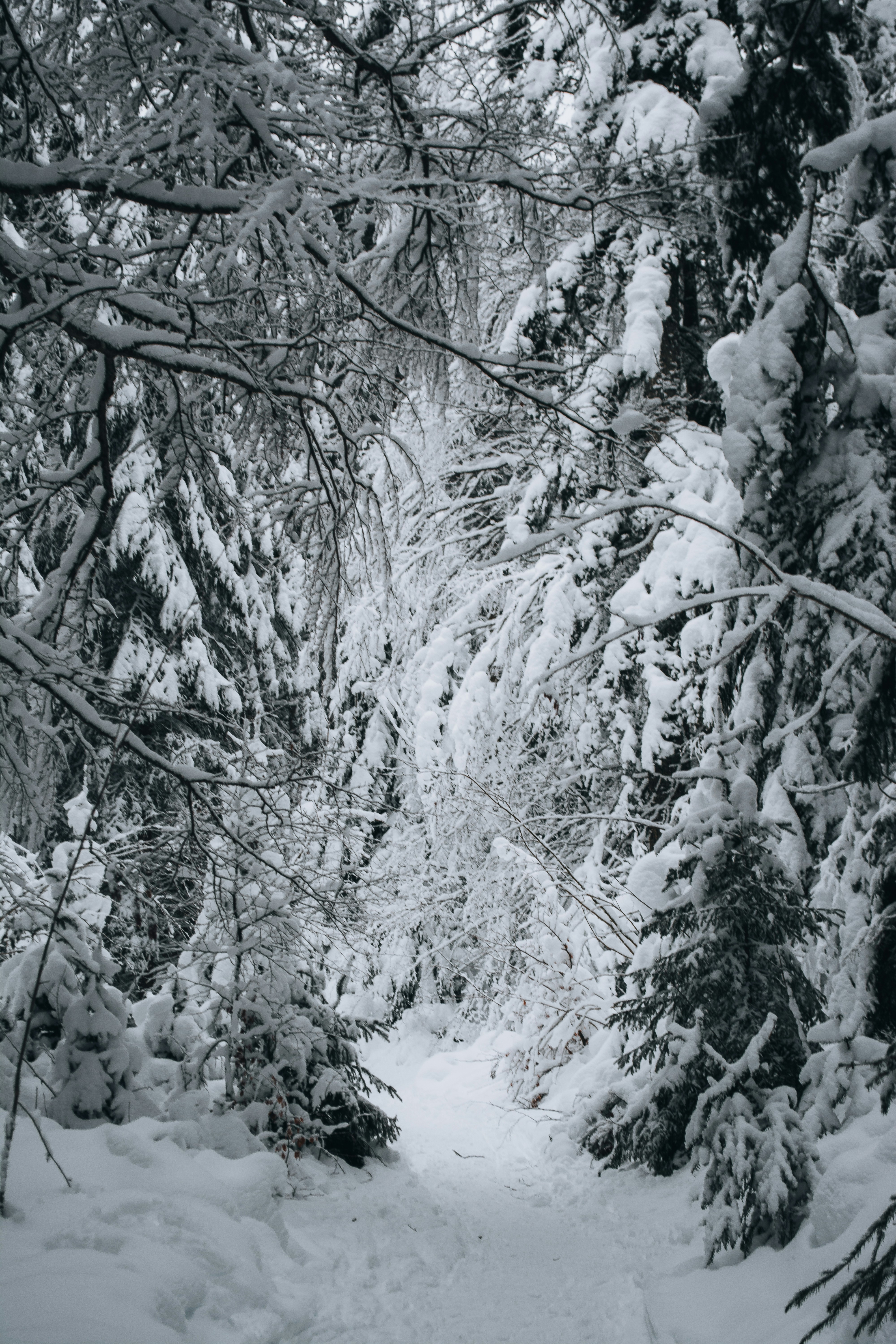 A serene snow-covered forest path winds through a dense canopy of frosted branches, evoking a sense of quiet wonder and untouched beauty. The soft, muted tones of winter create a tranquil atmosphere, inviting exploration into this frozen woodland haven.