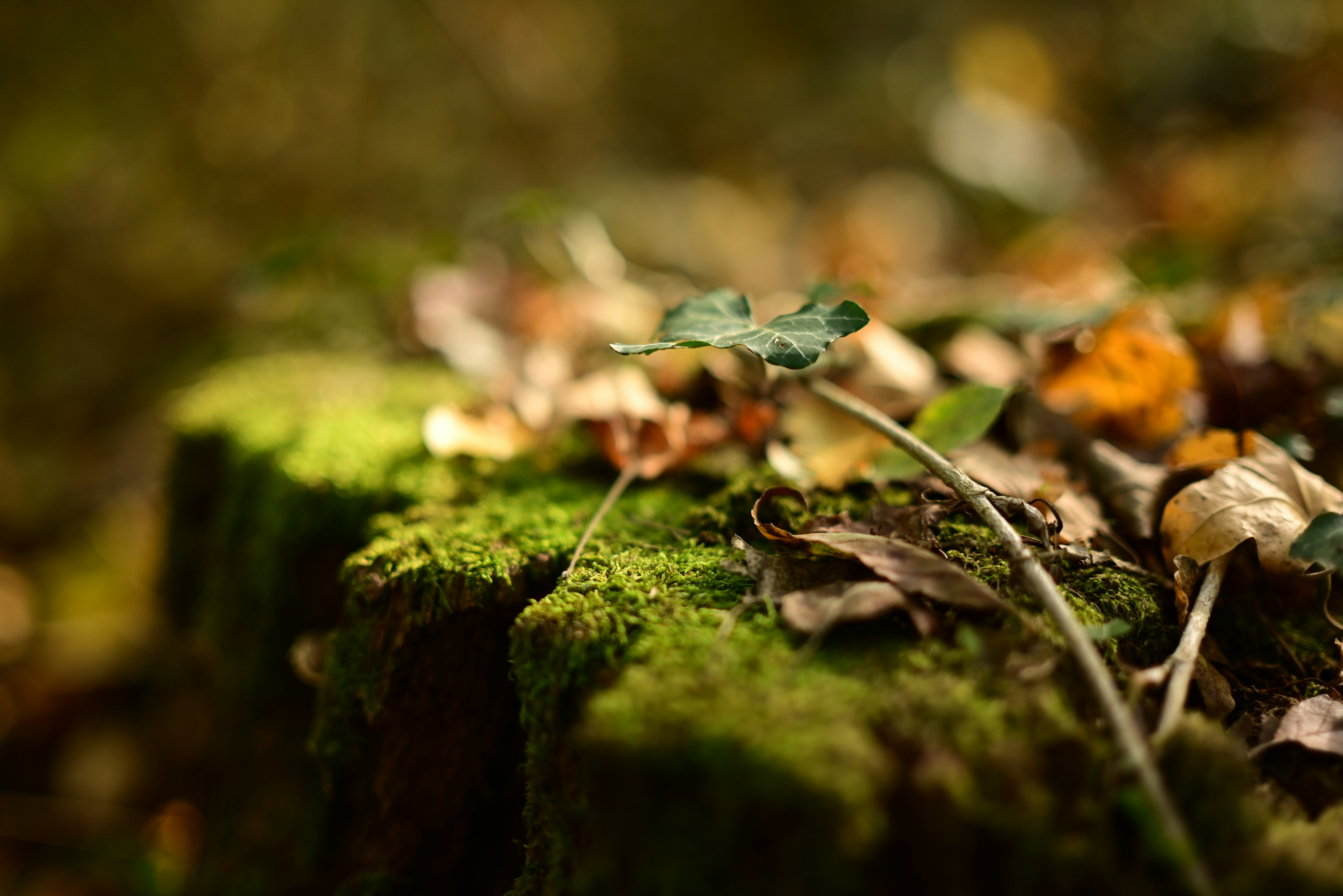 A close up of leaves on a tree stump