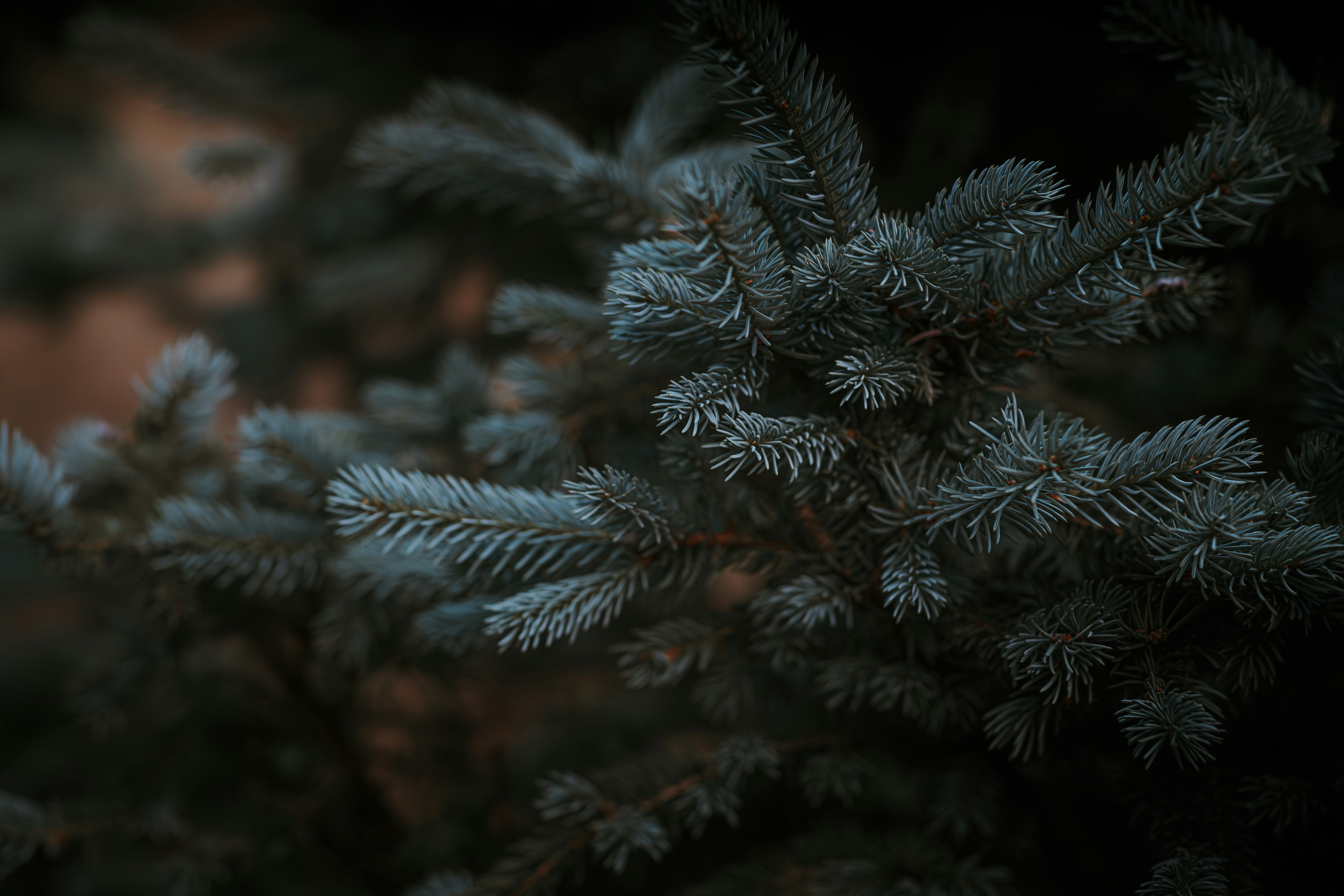 Photo by gilleyaguilar