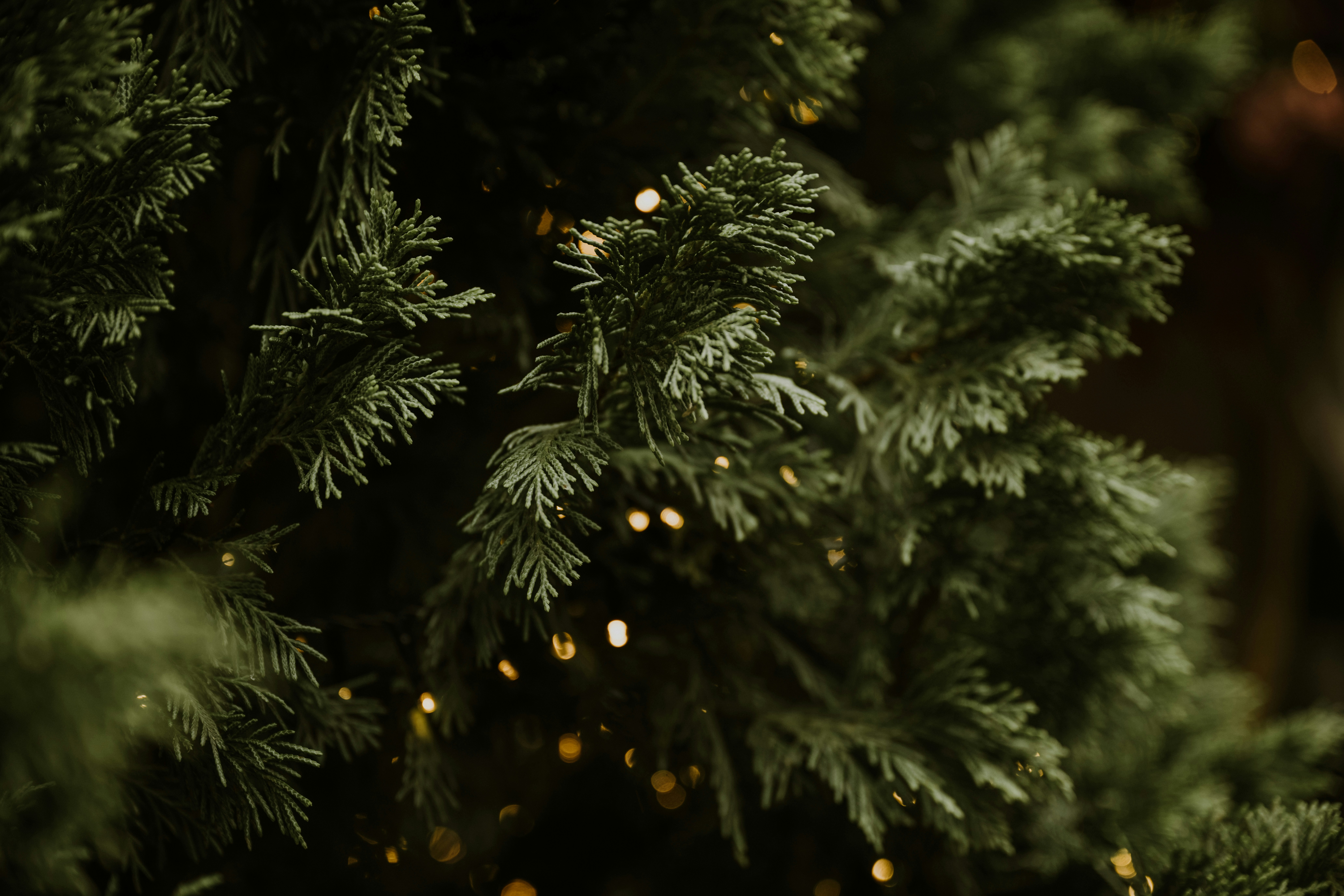 Photo by anitaaustvika