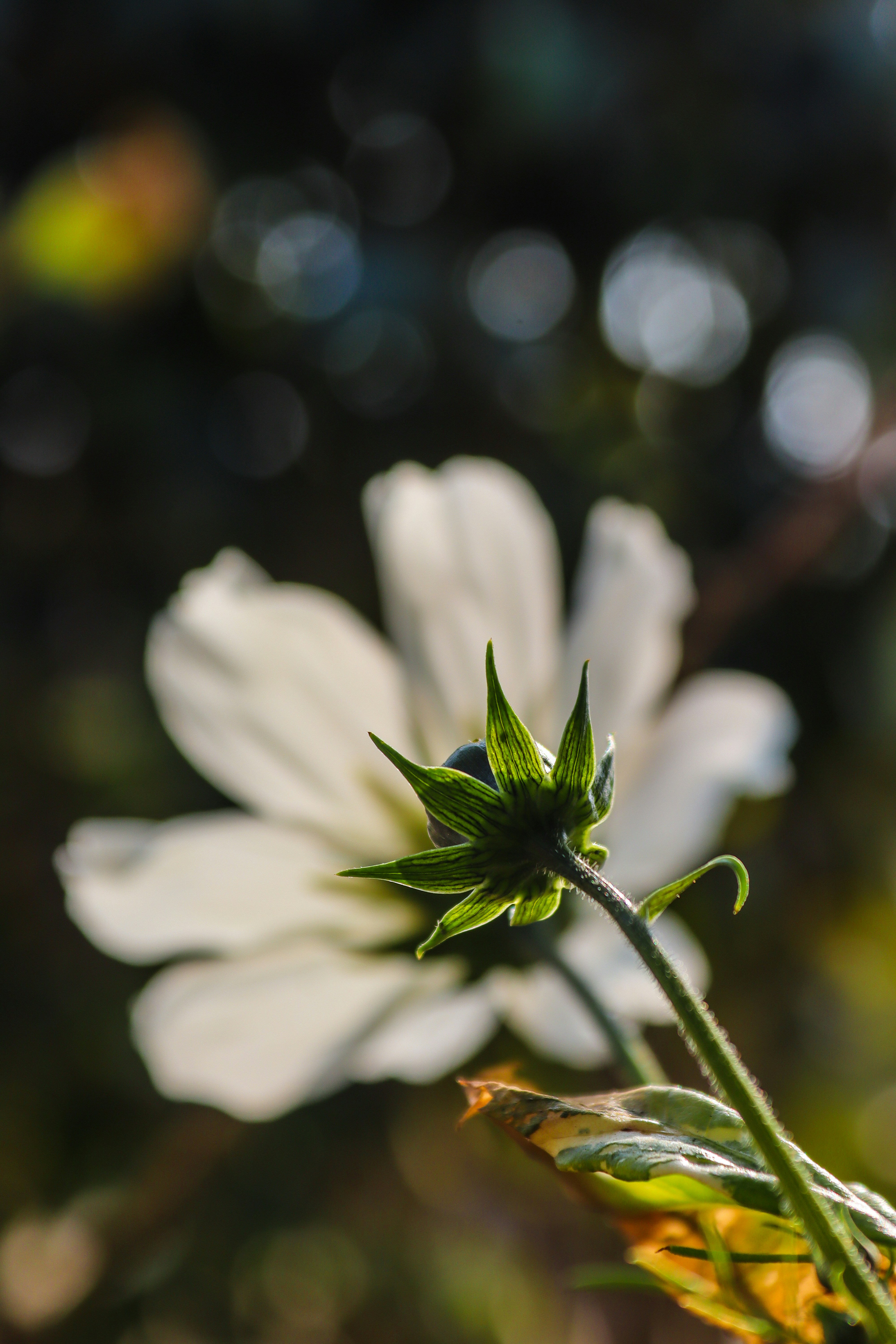 Photo by drphotographer152