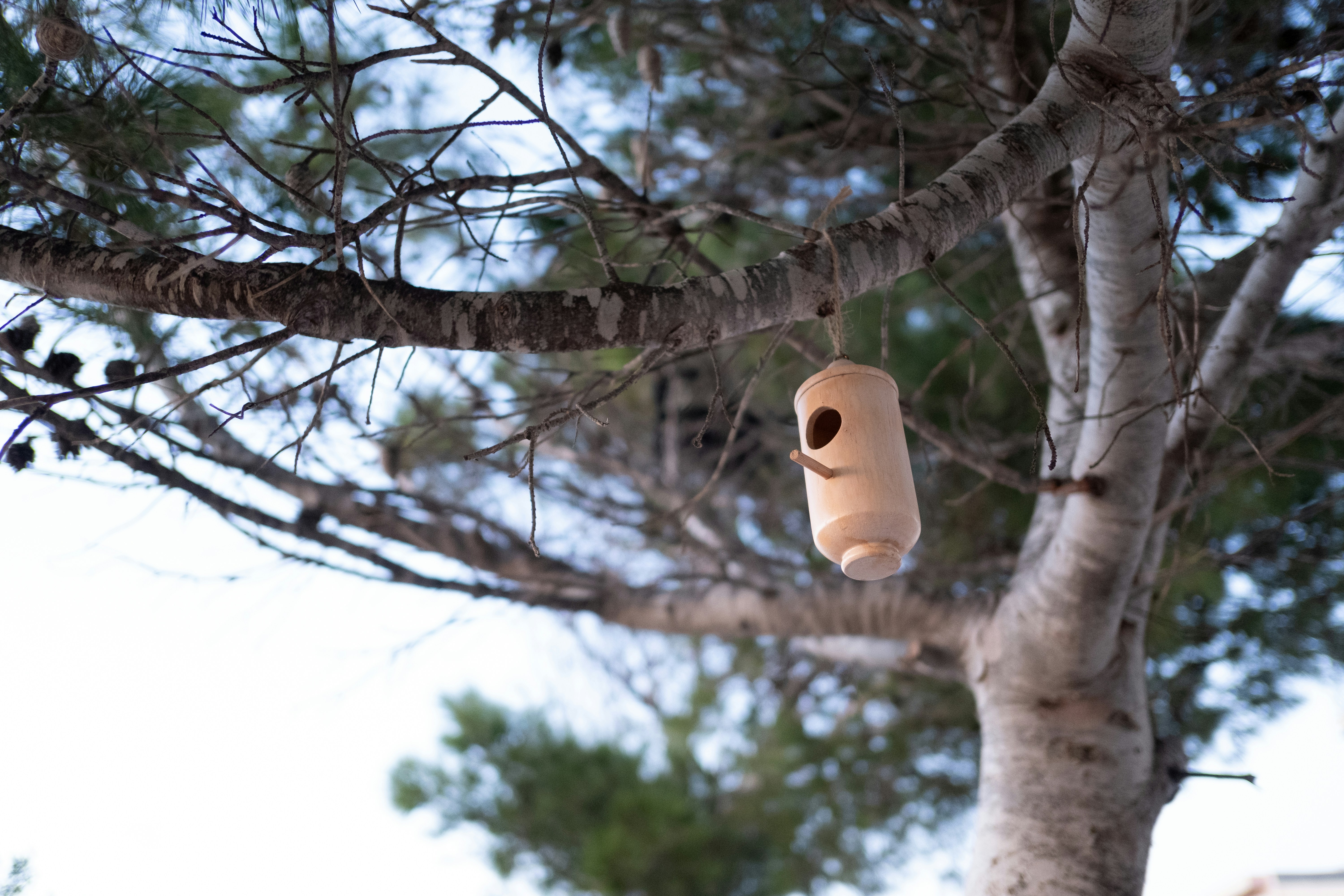 木の枝にぶら下がっている巣箱