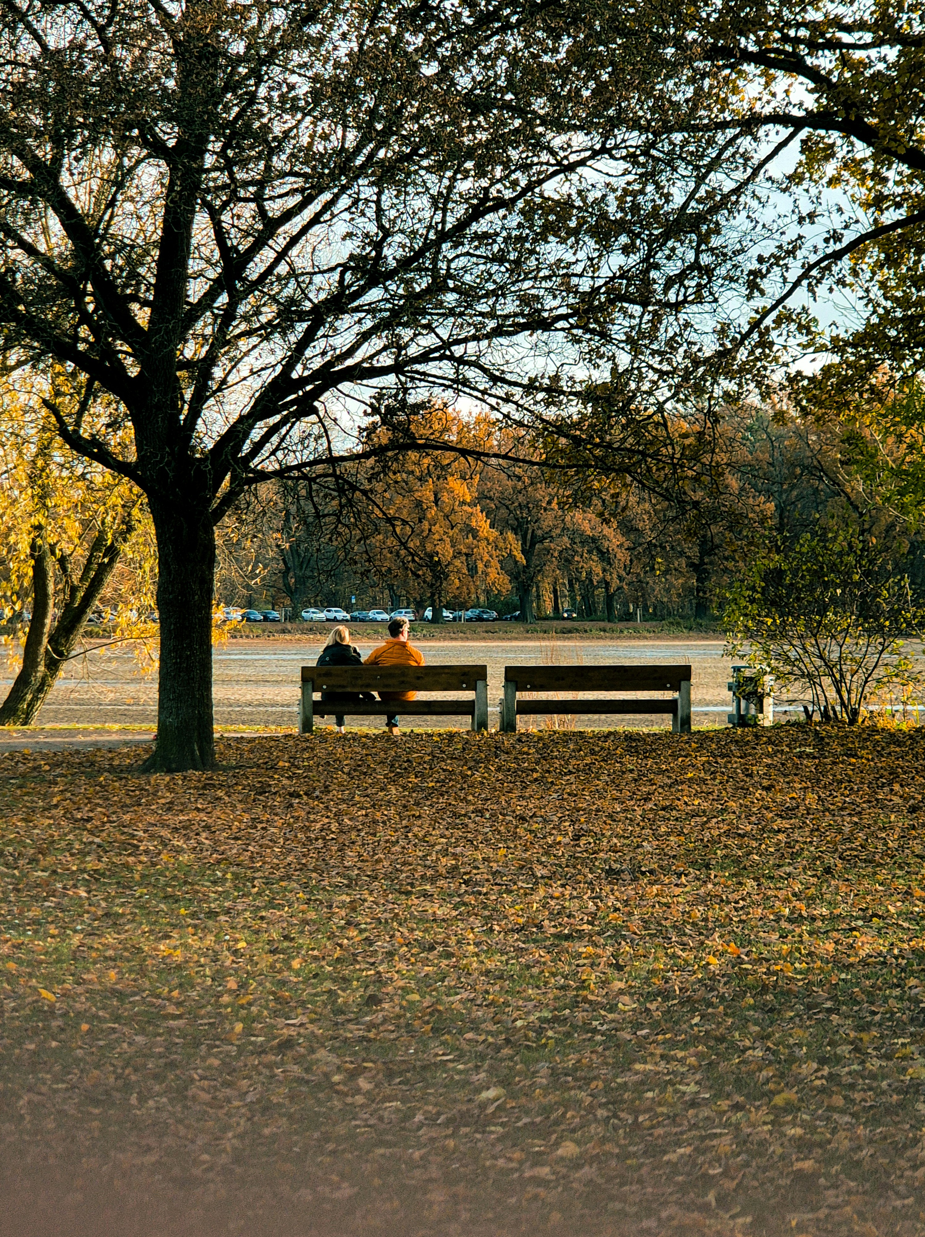 Due persone, seduti, su, uno, panchina, in, uno, parco