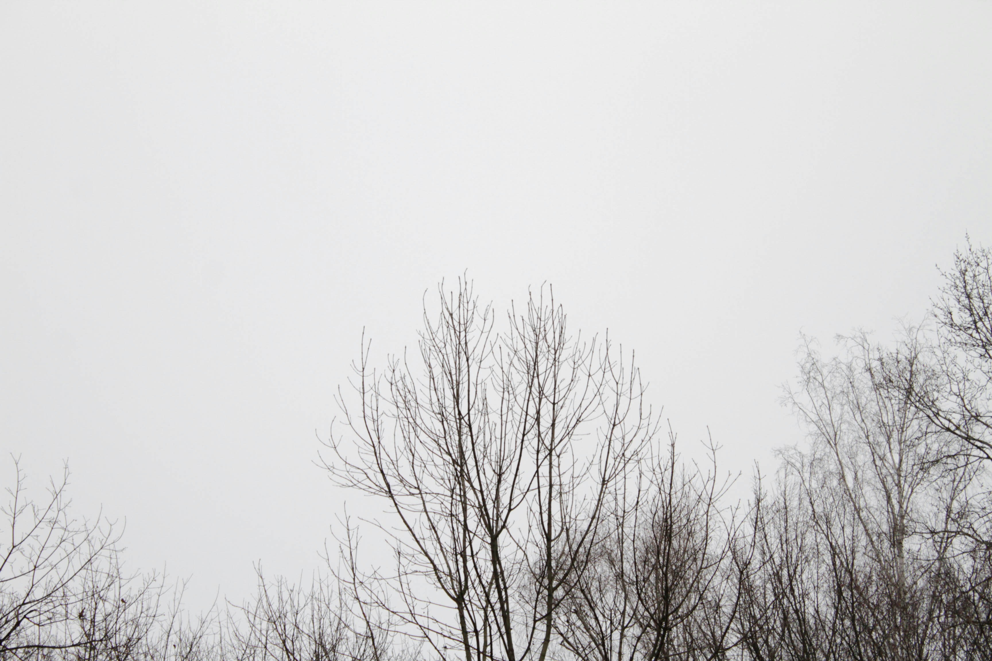 Photo by dmytrodovgan