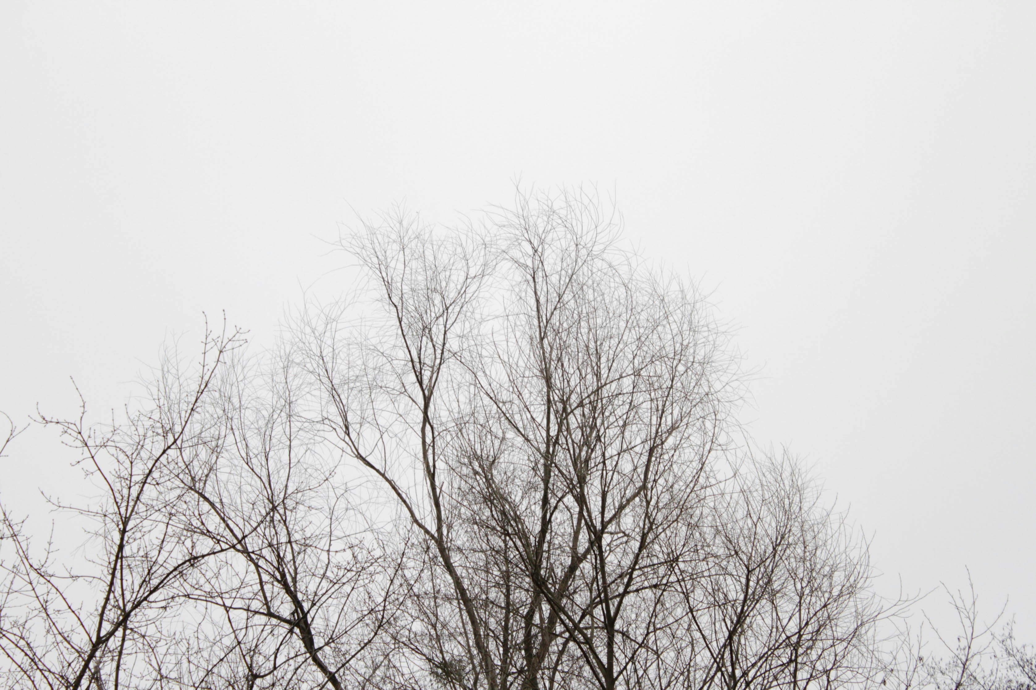 Photo by dmytrodovgan