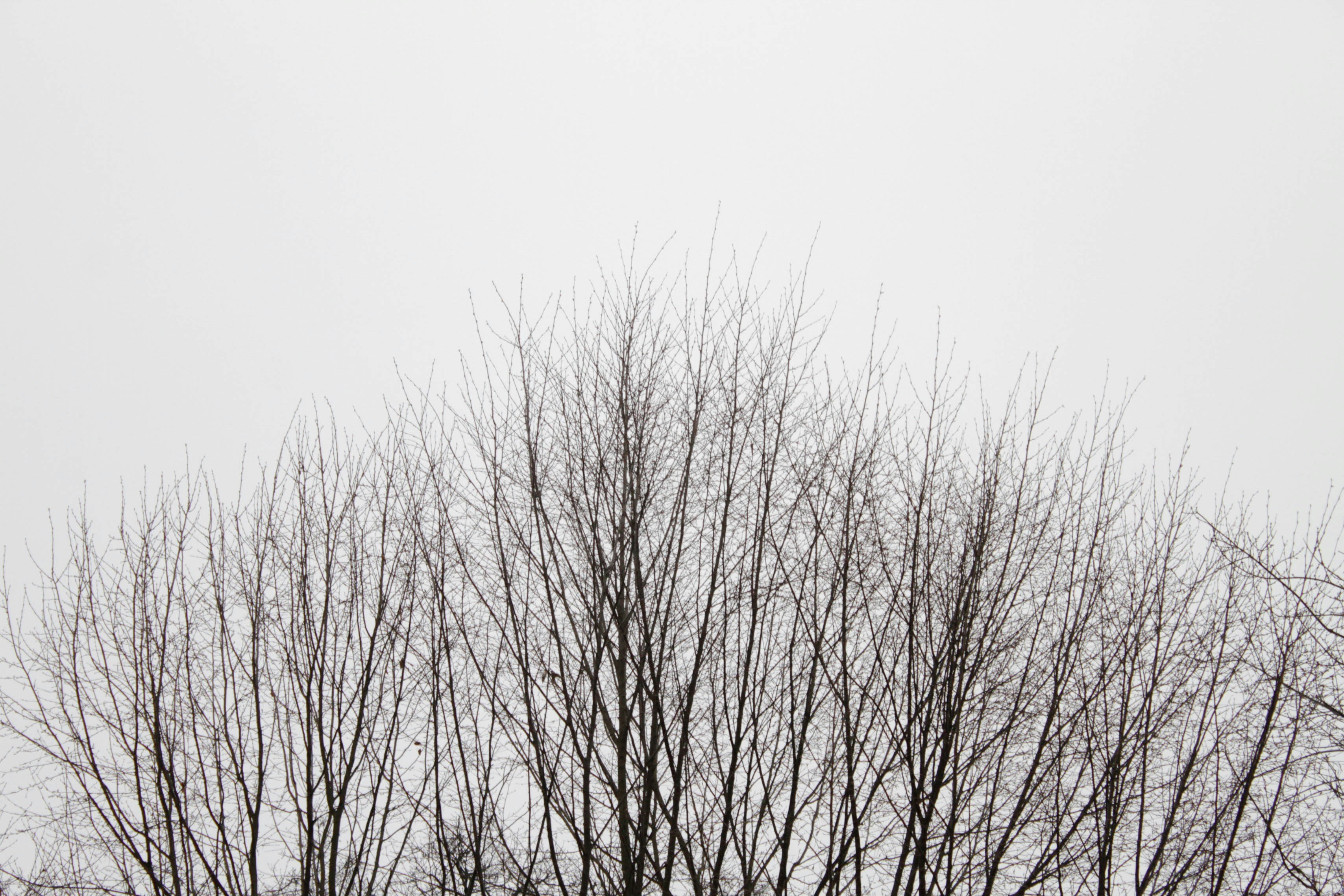 Photo by dmytrodovgan