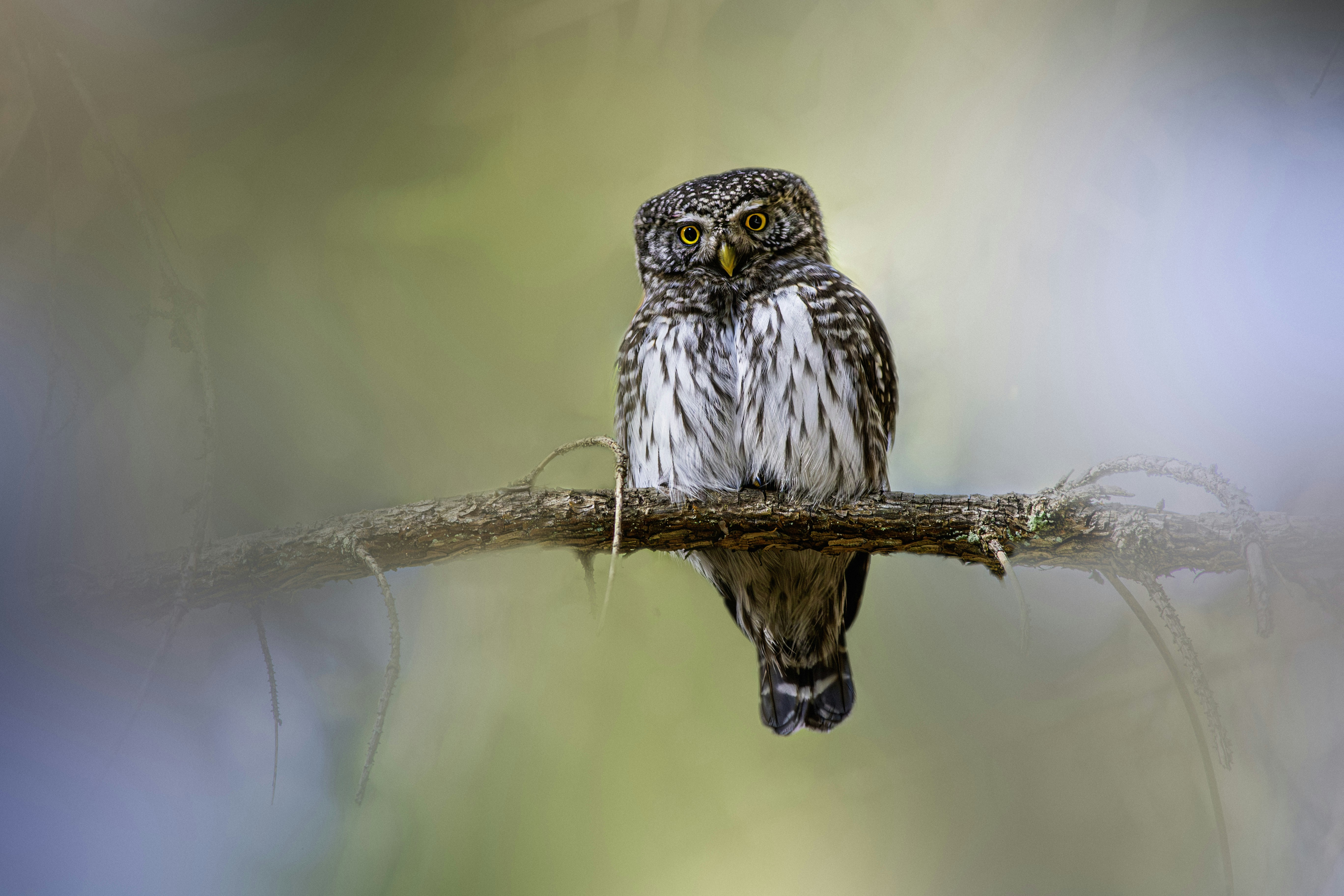 Photo by erik_karits