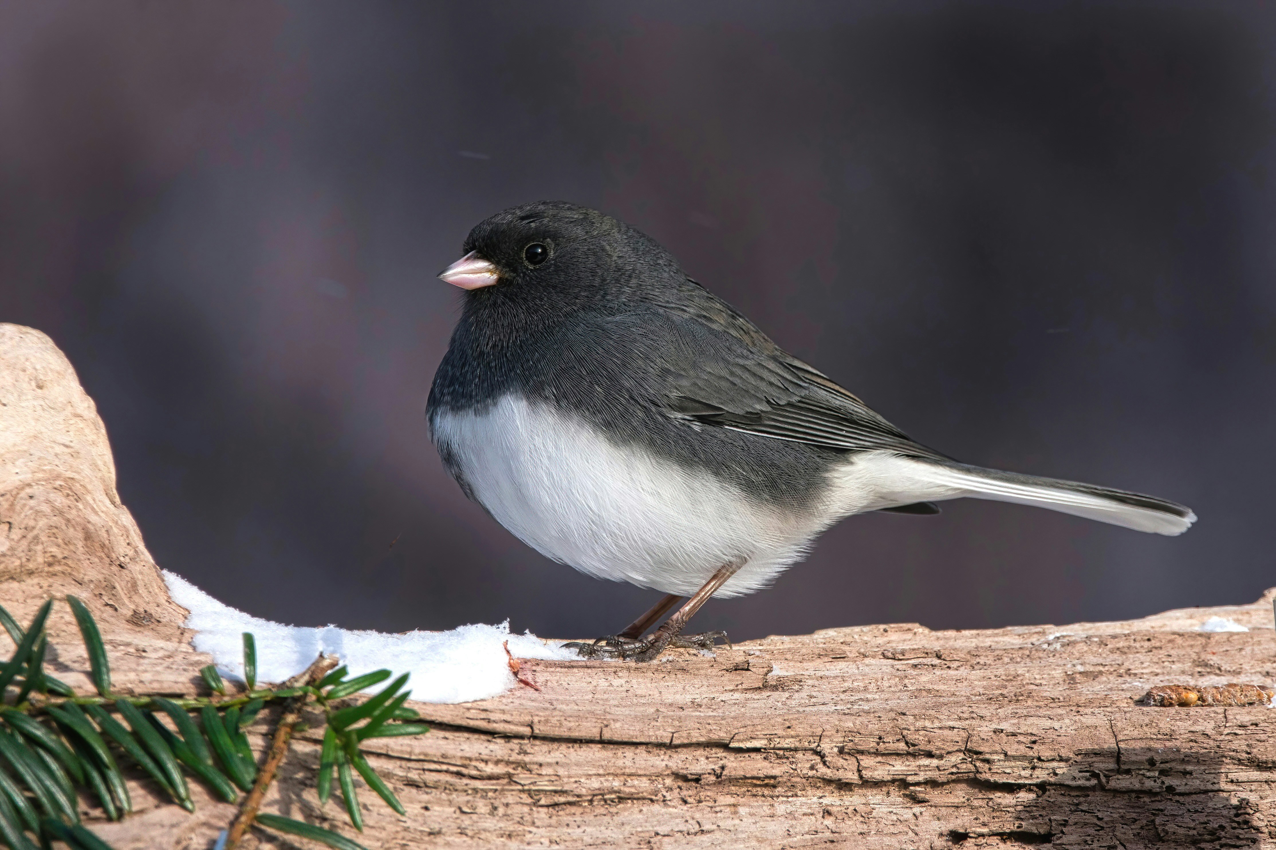 A small bird perched on a tree branch