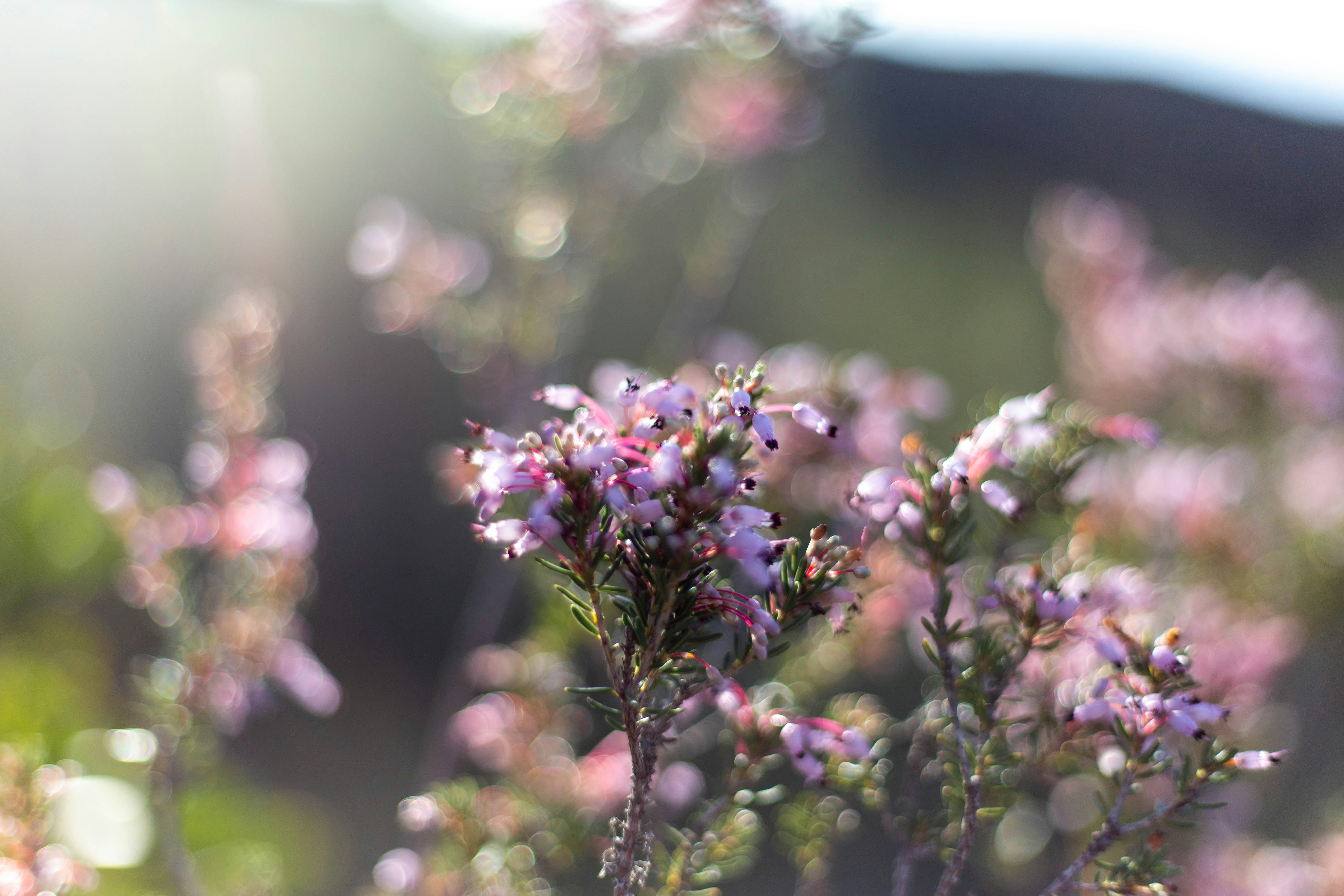 Photo by michelelana