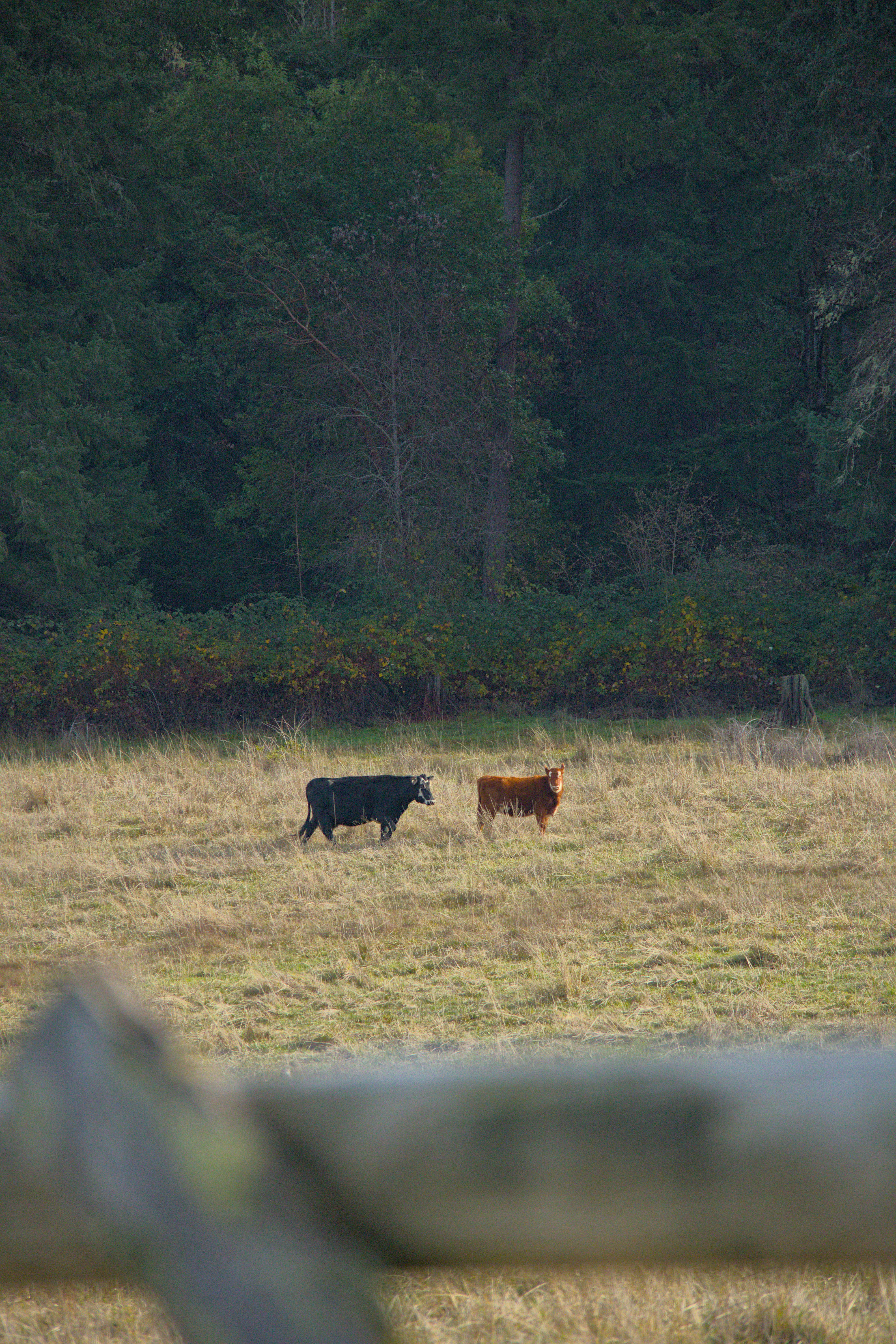 A couple of cows are standing in a field