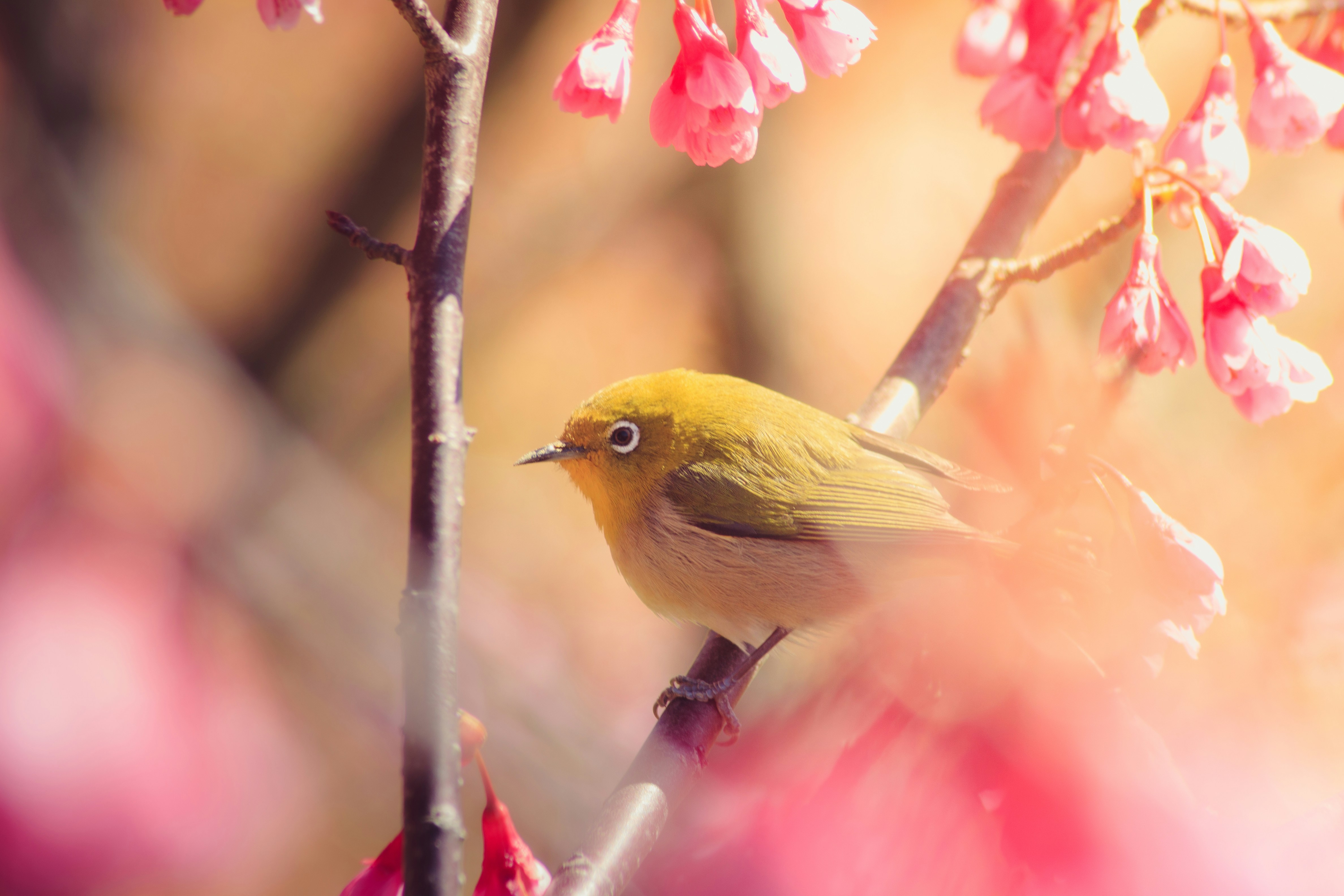 Un petit oiseau jaune assis au sommet d’un arbre