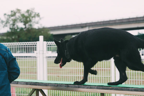 Dog focused on owner during balanced training session