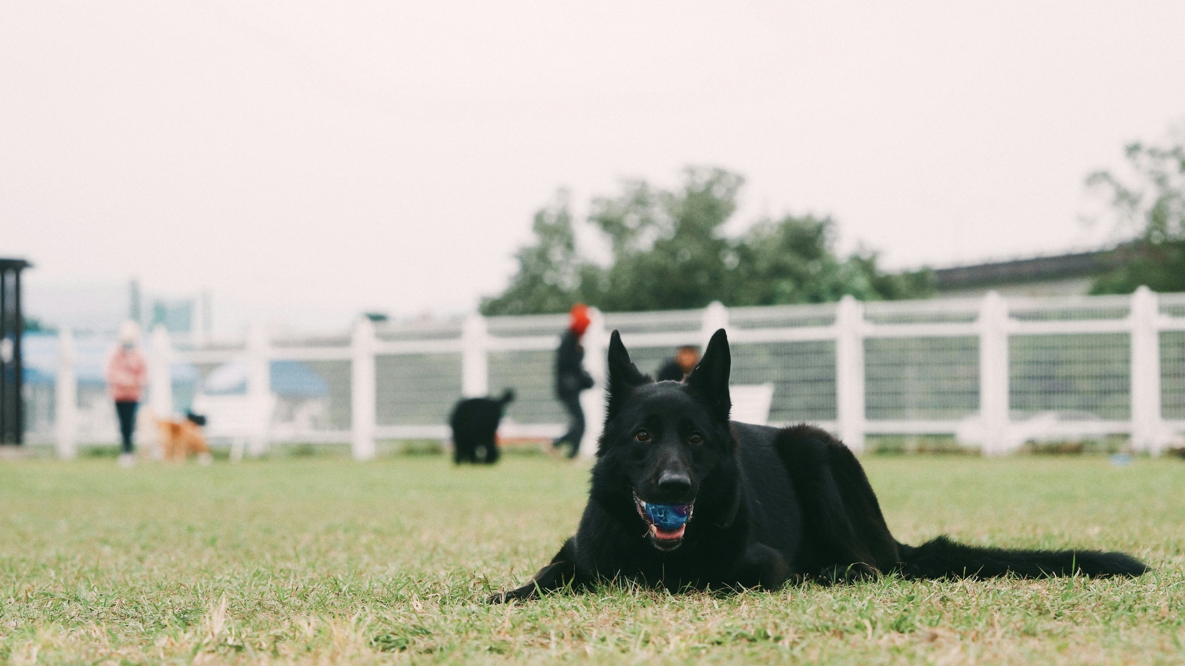 A black dog laying in the grass near a white fence