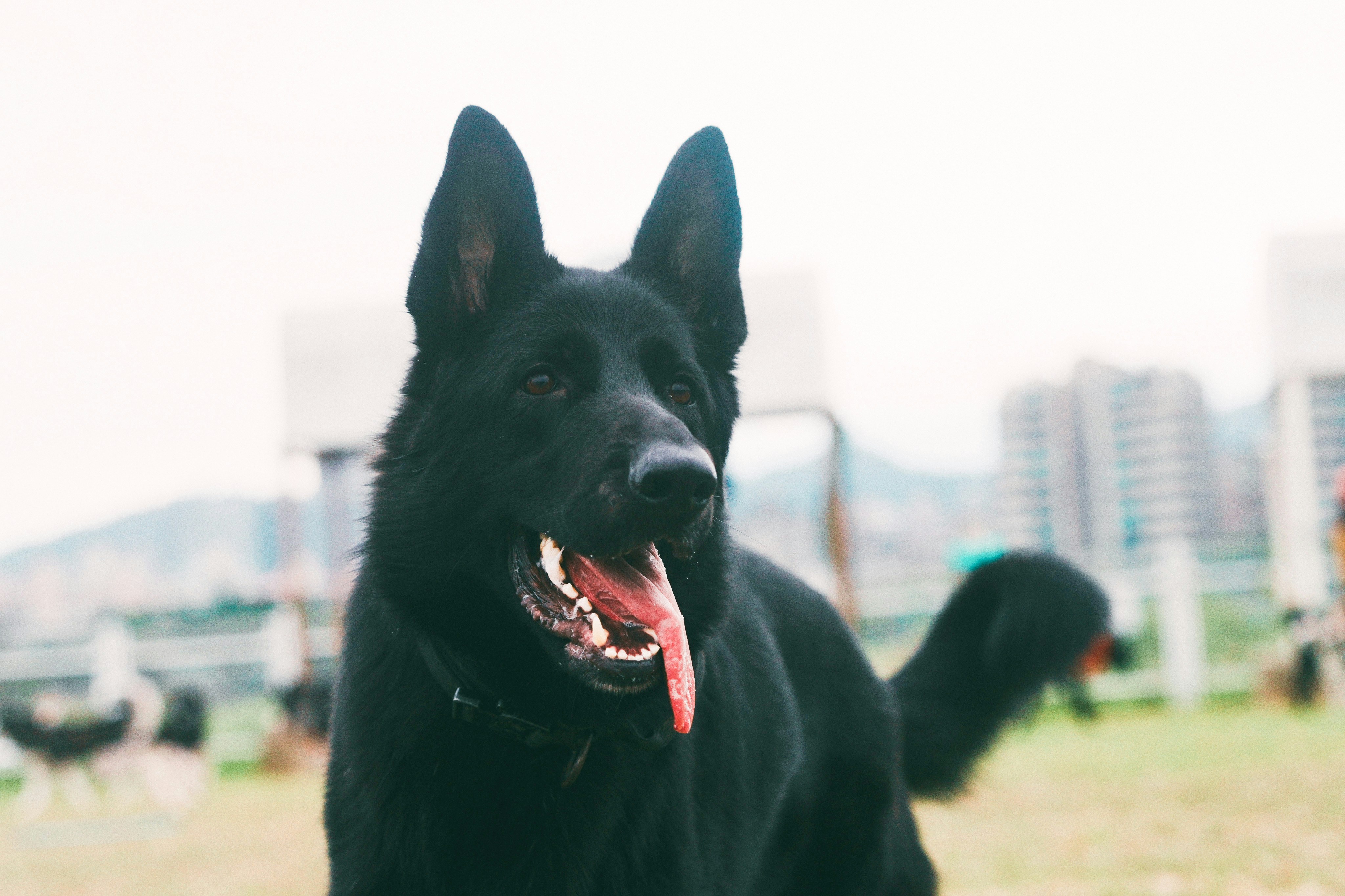 A large black dog standing on top of a grass covered field