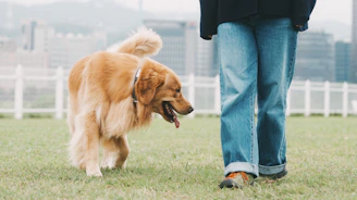 A person standing in the grass with a dog