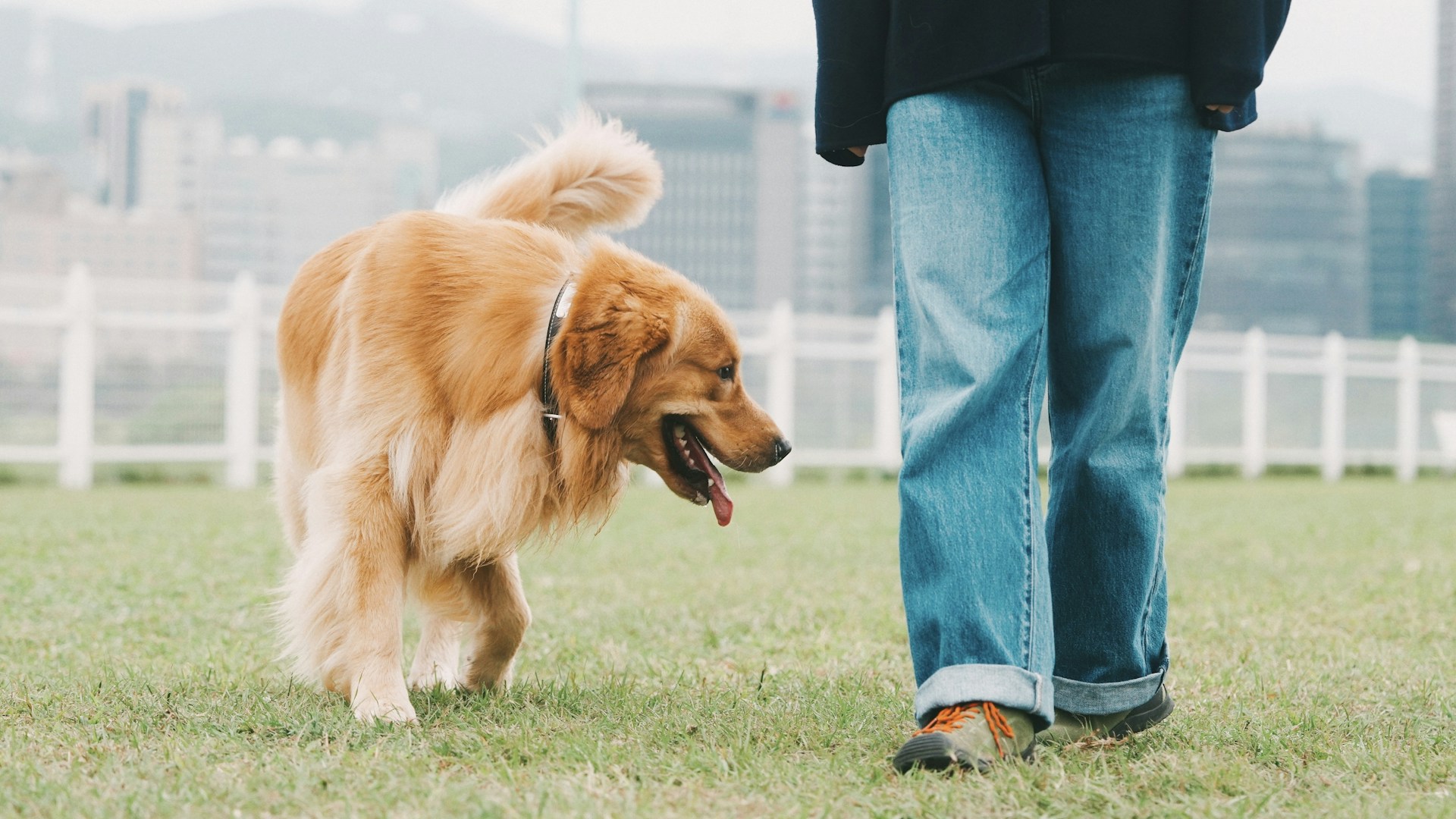 A person standing in the grass with a dog