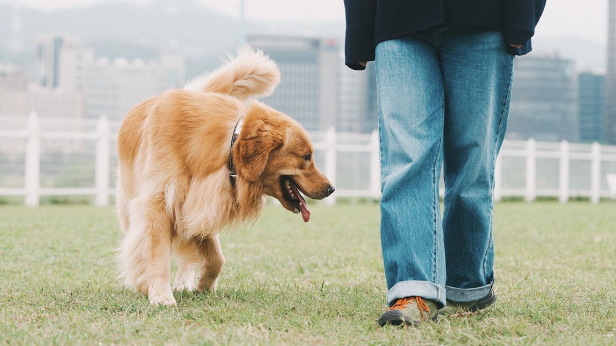 A puppy learning to sit during a training session