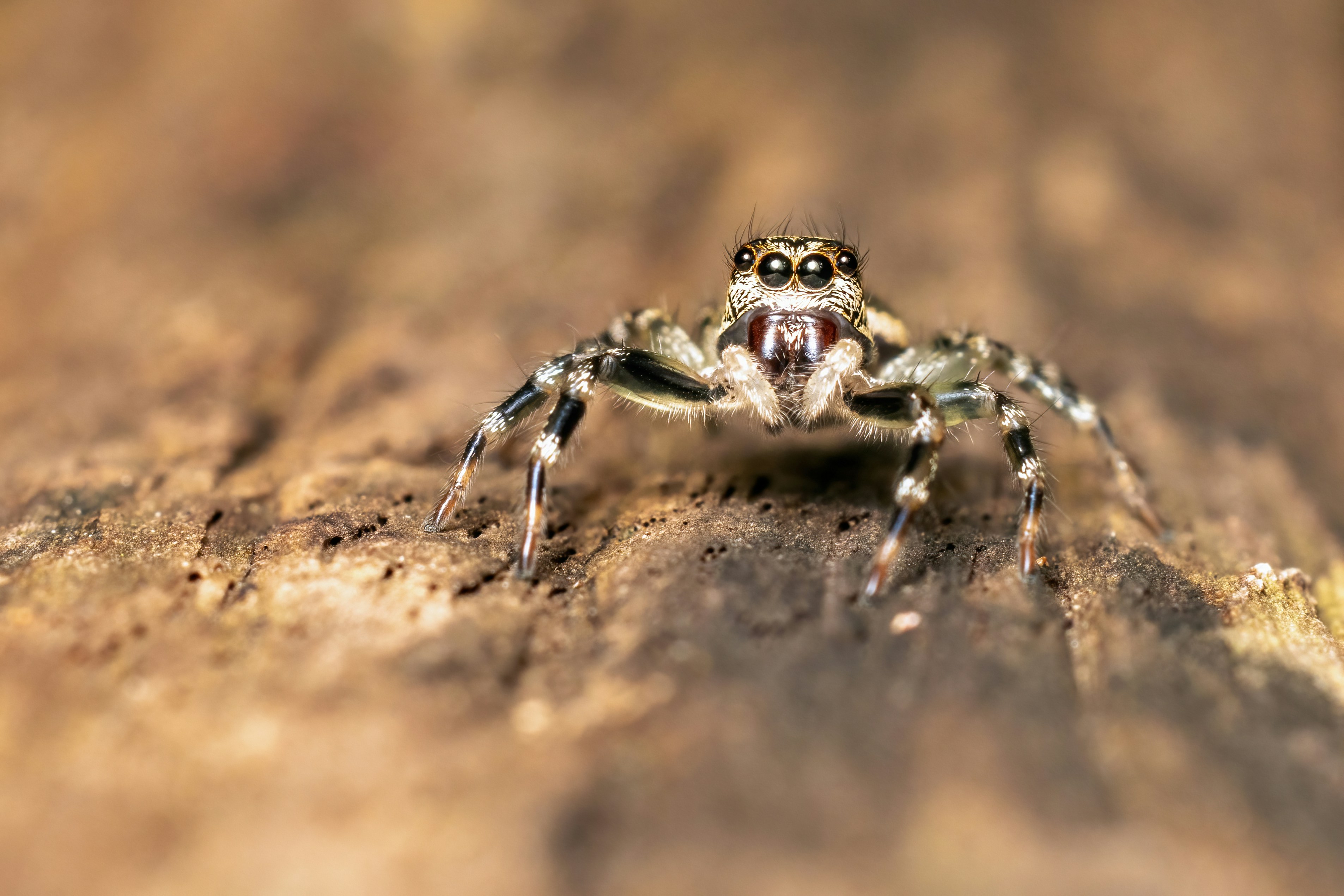 A close up of a spider on a wooden surface photo – Free Eyes Image on ...