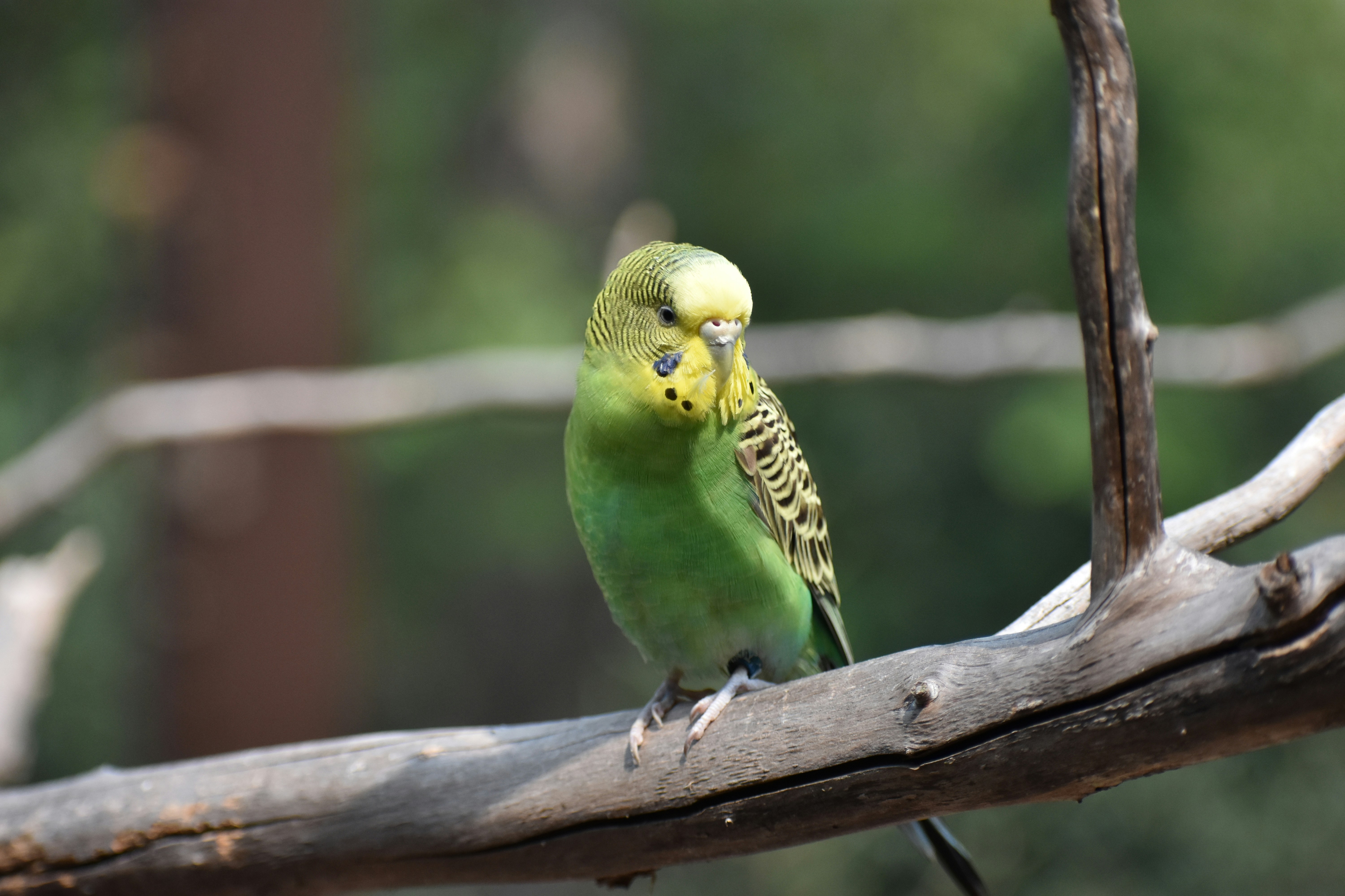 Photo by chasescobbo