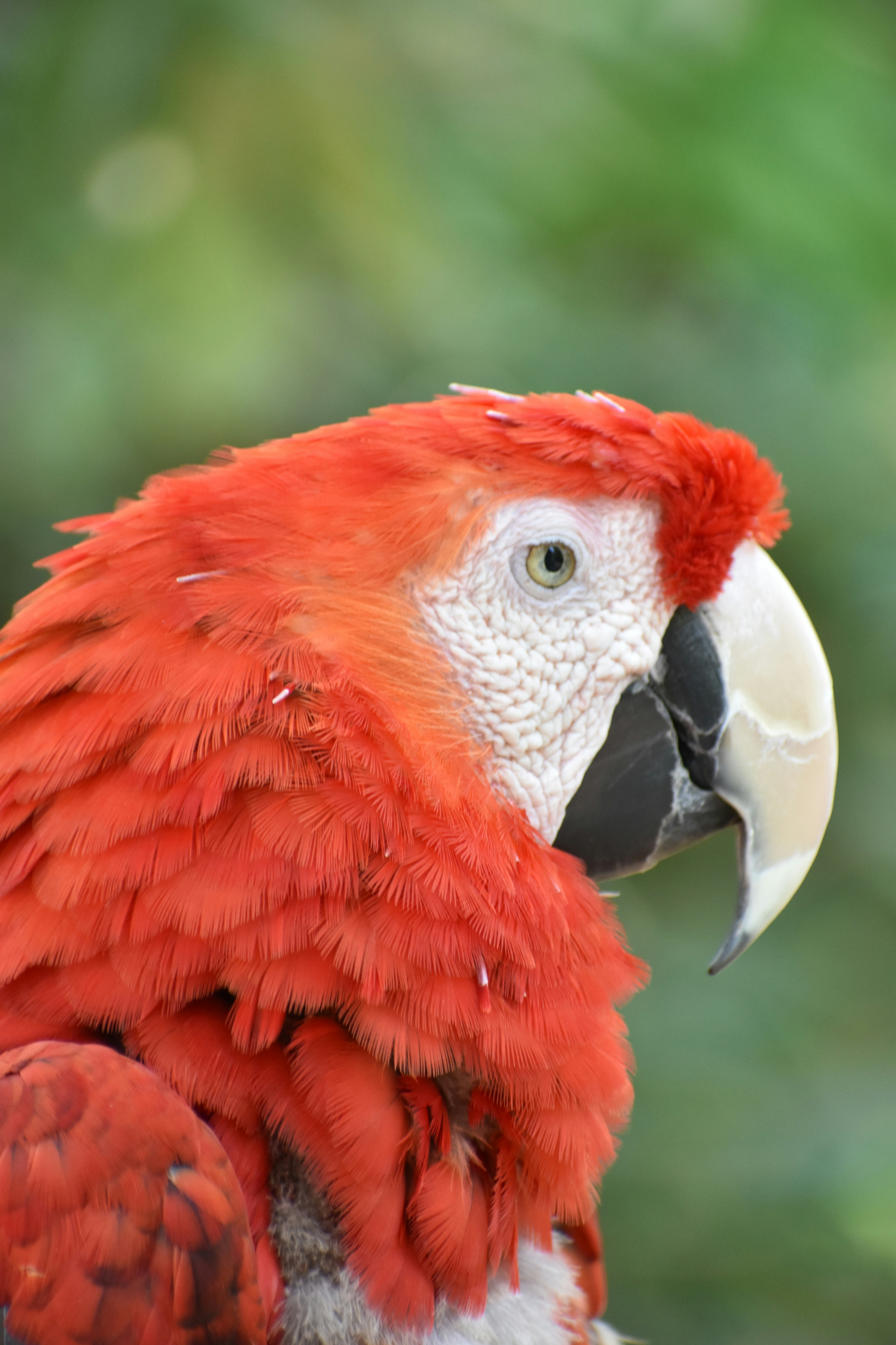 Photo by chasescobbo