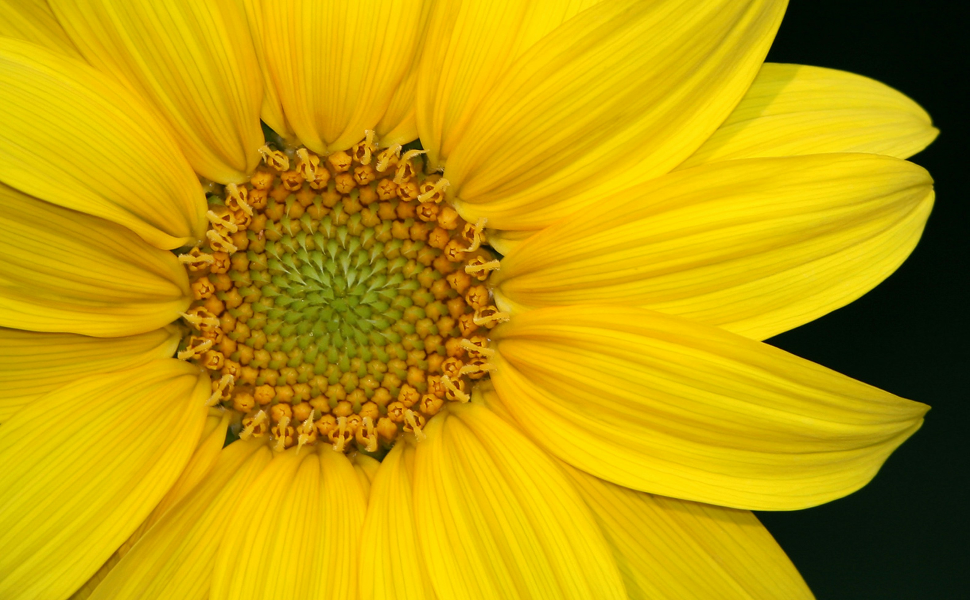 Photo by john_cardamone