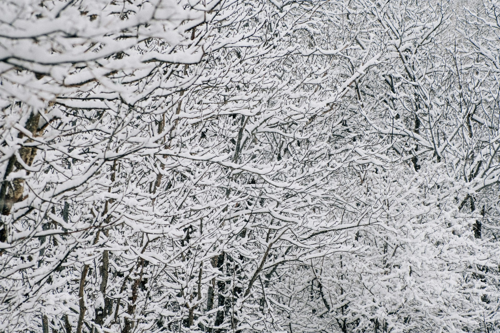 A snow covered forest filled with lots of trees
