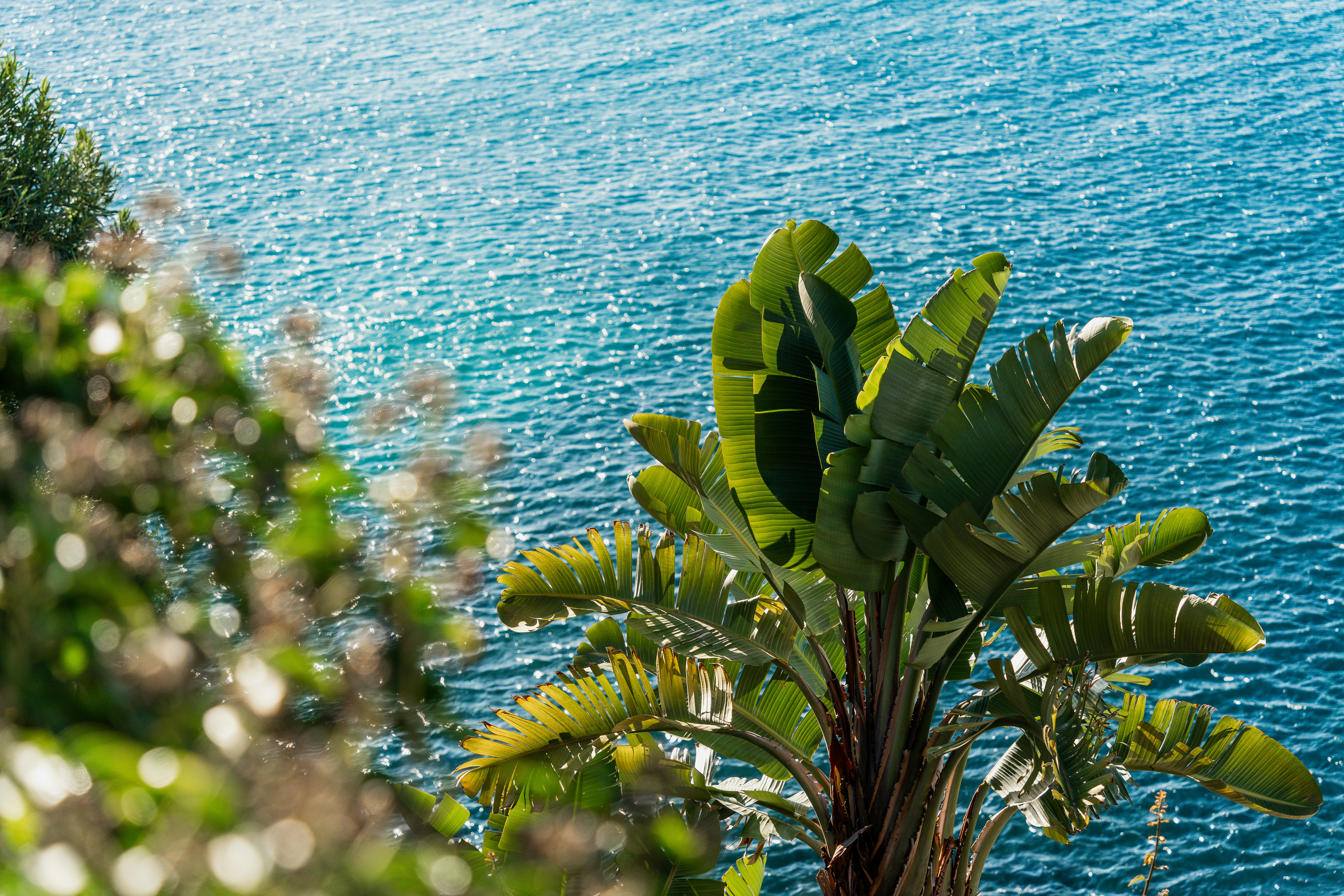 Vue d’un plan d’eau avec des arbres au premier plan