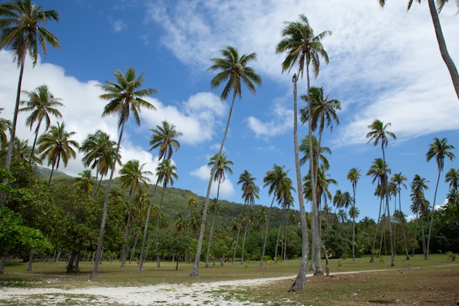 A dirt road surrounded by palm trees under a blue sky