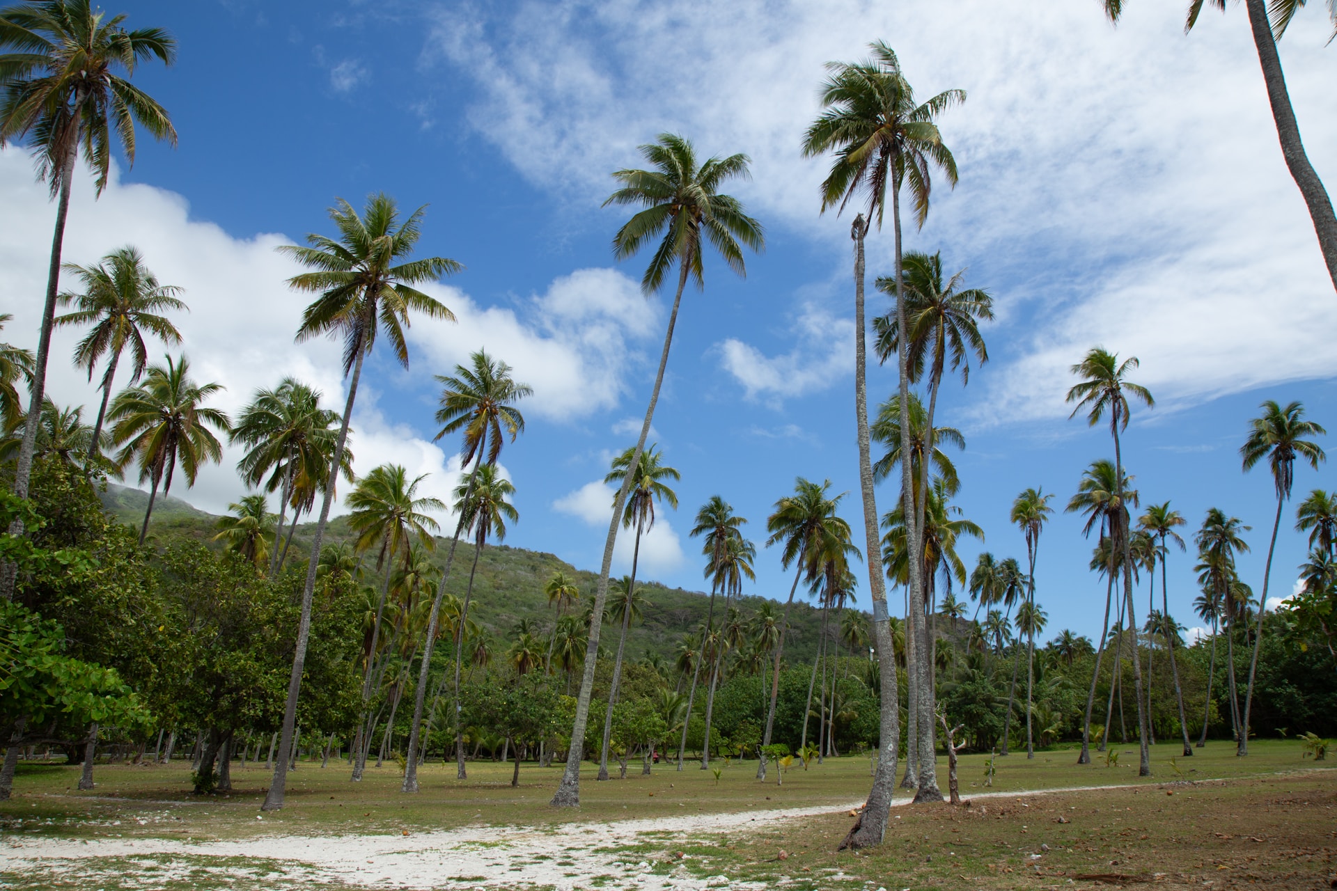 A dirt road surrounded by palm trees under a blue sky