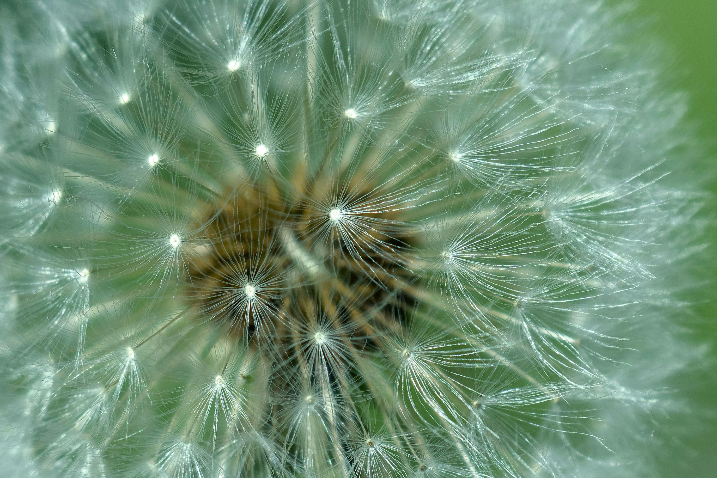 Afbeelding van Westdorpe