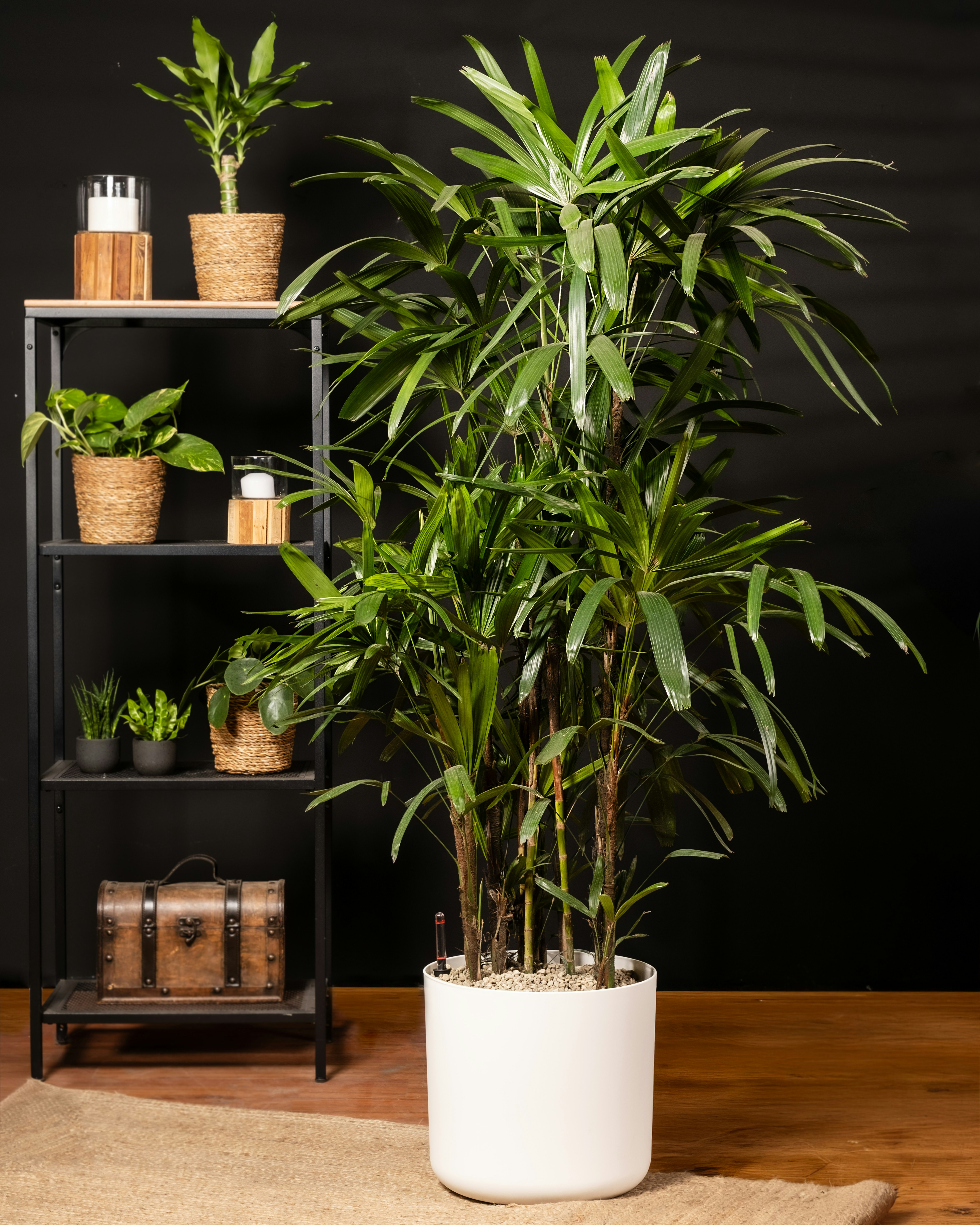 Photo by feeypflanzen