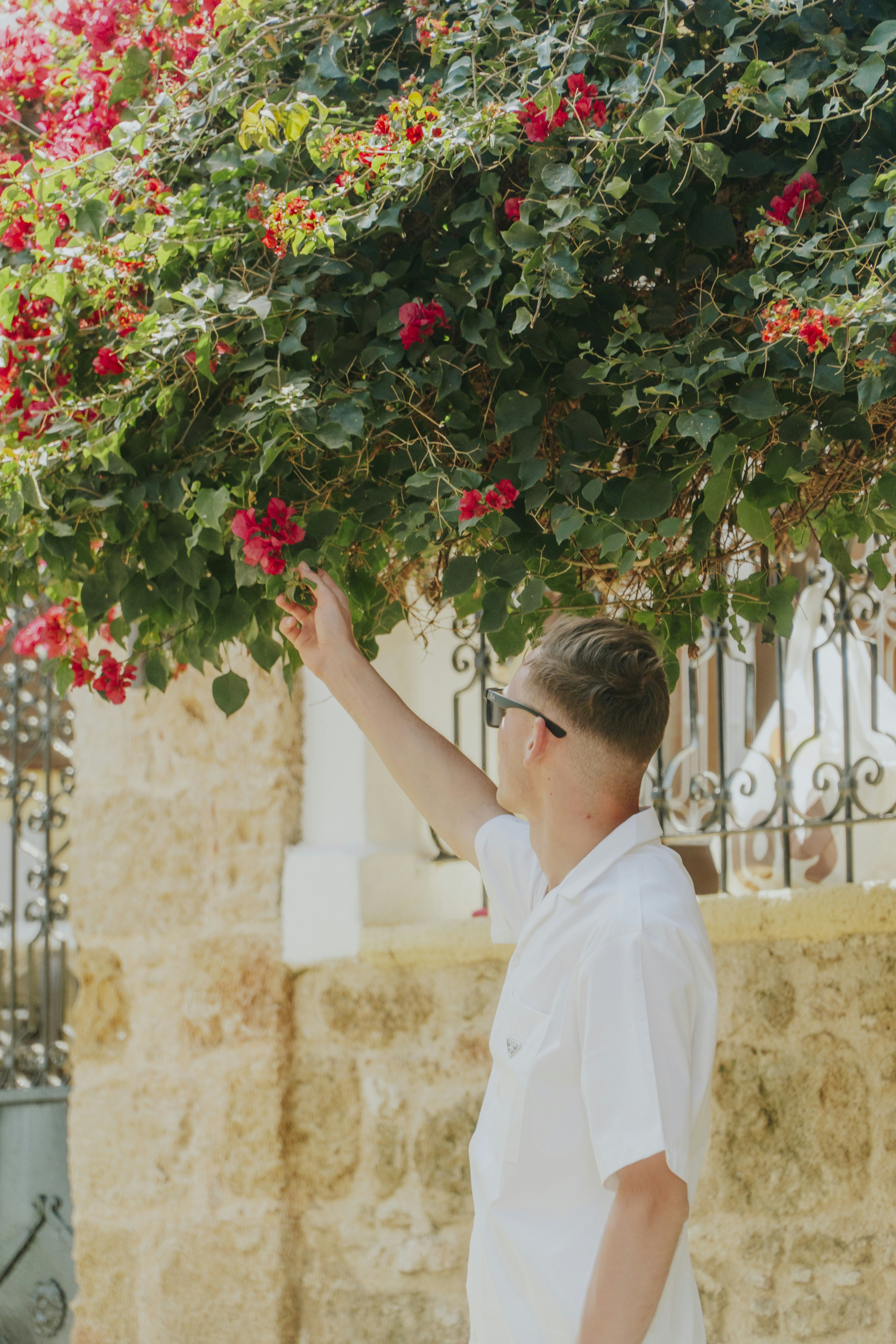 A man standing under a tree with red flowers