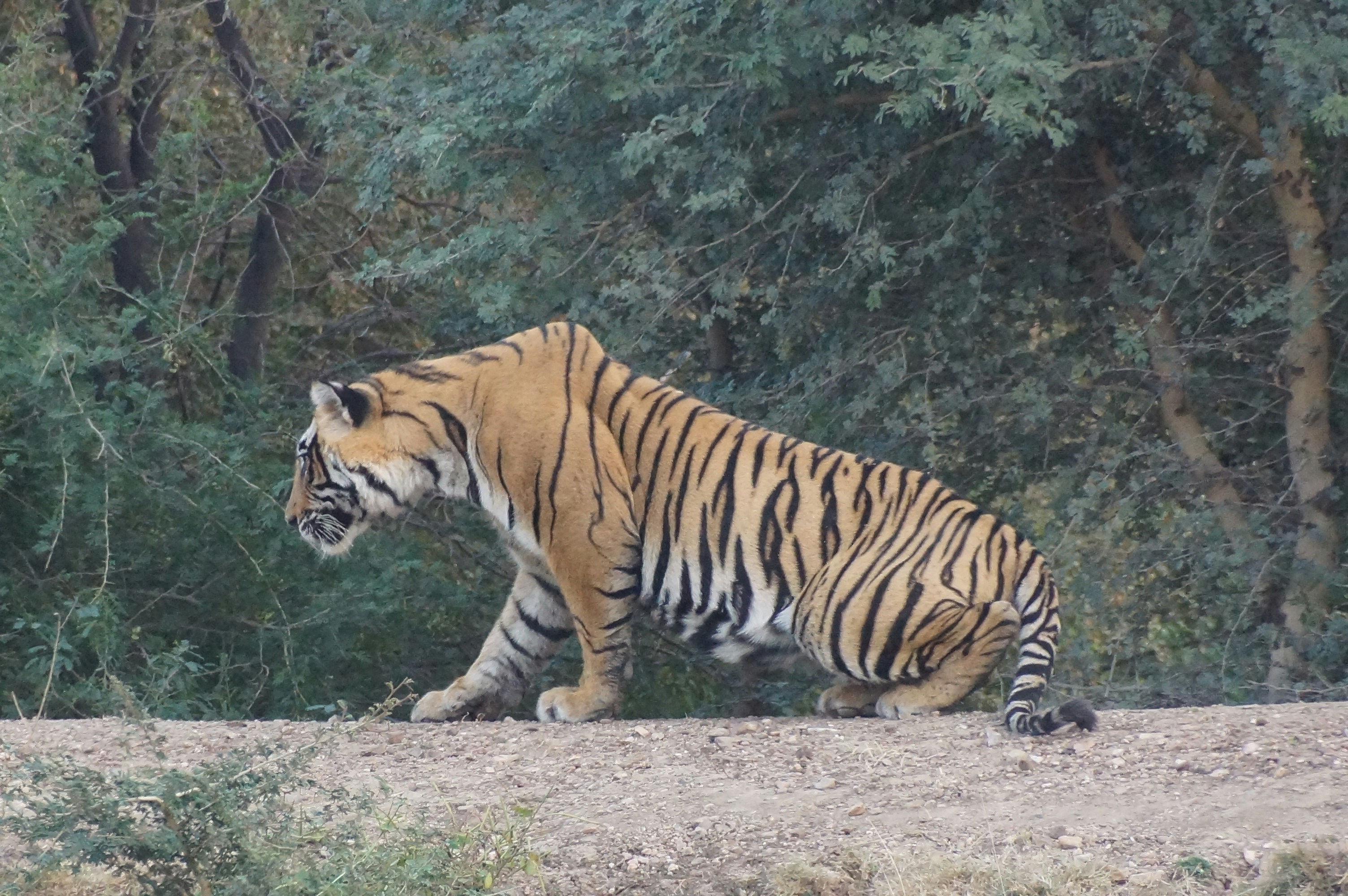 22. Avoiding Human Settlements (image credits: unsplash)