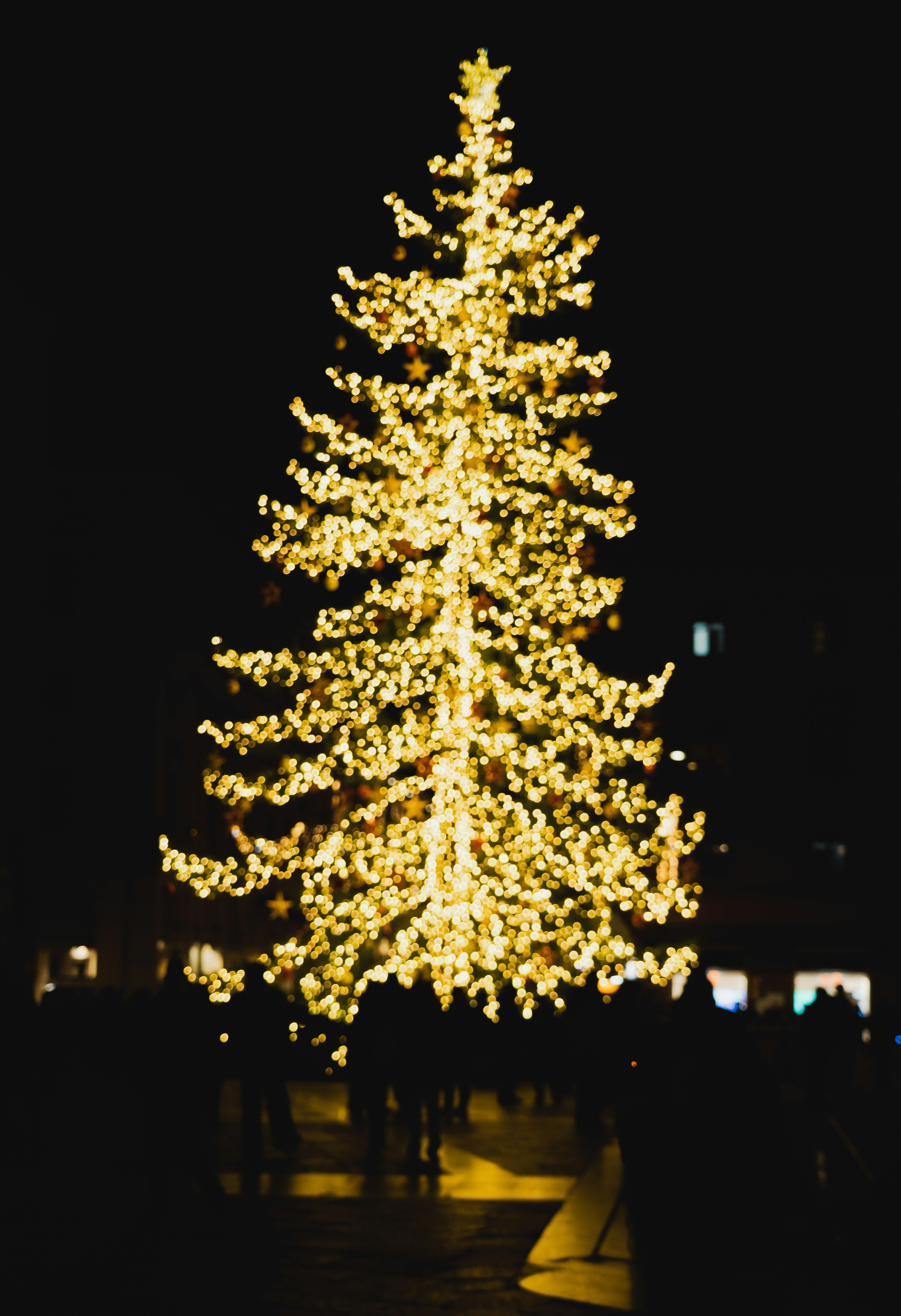 建物を背景にした公園の背の高い木の写真 – Unsplashの青いの