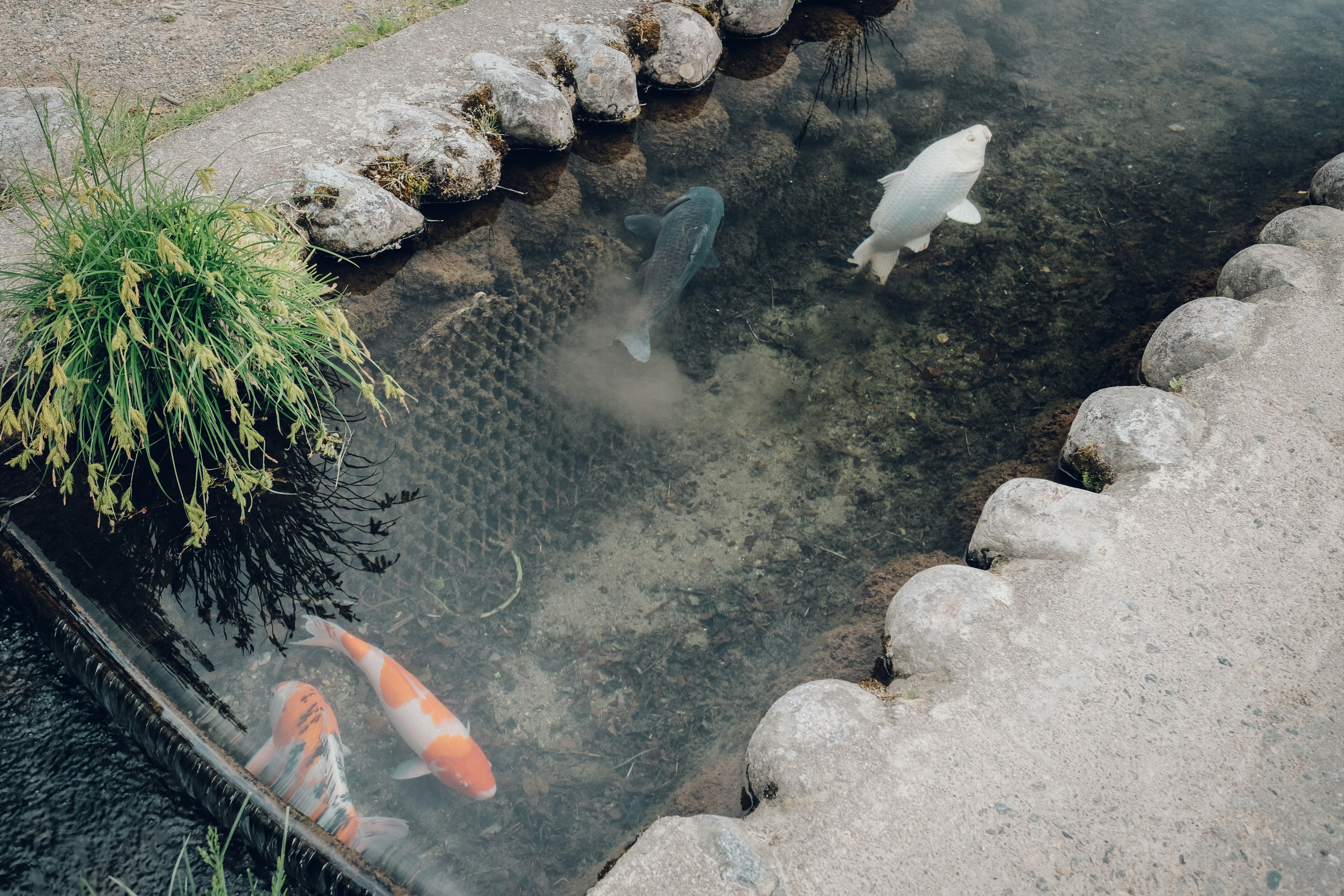 金魚が数匹いる魚のいる池