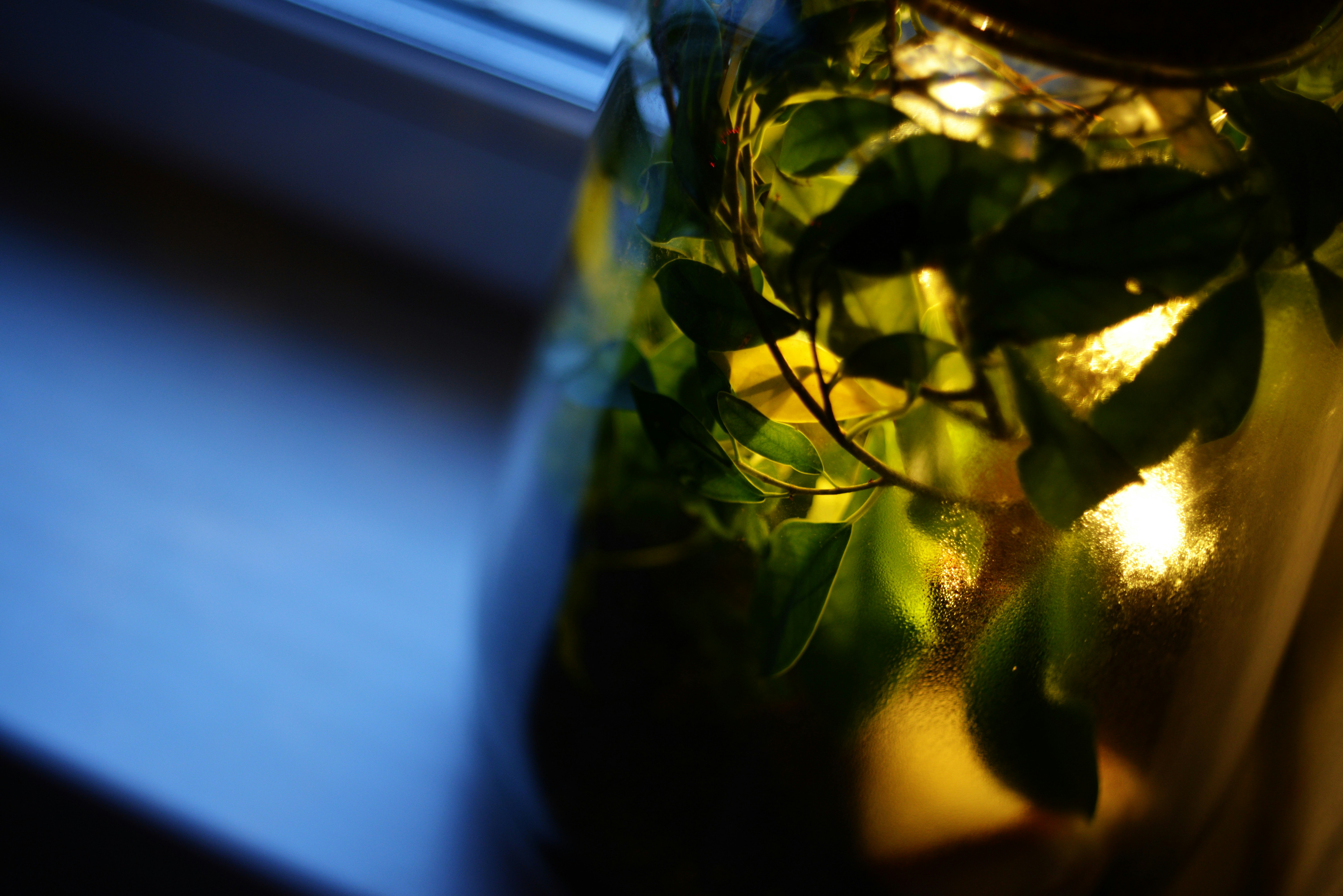 A plant in a vase sitting on a window sill