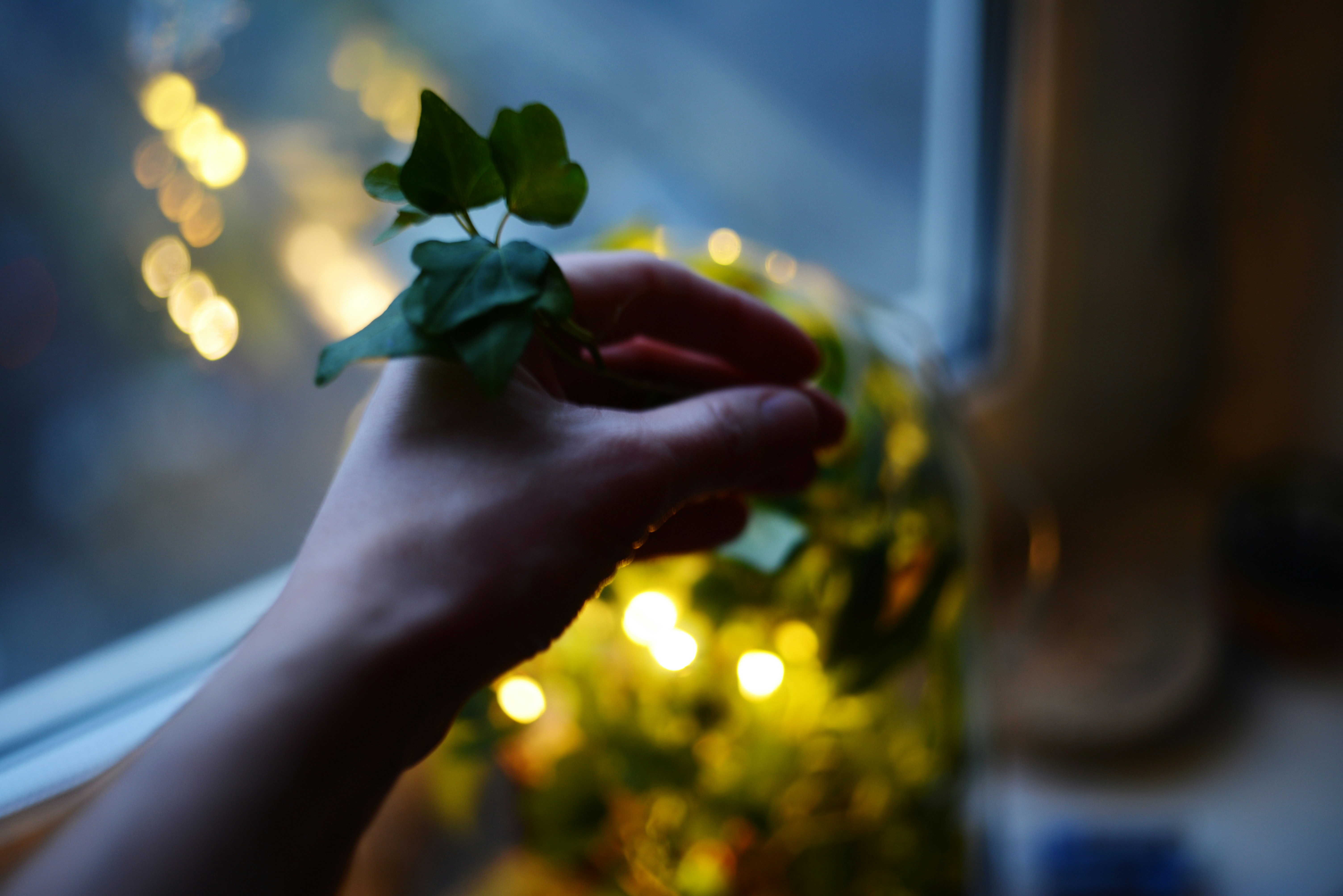 A person holding a plant in front of a window