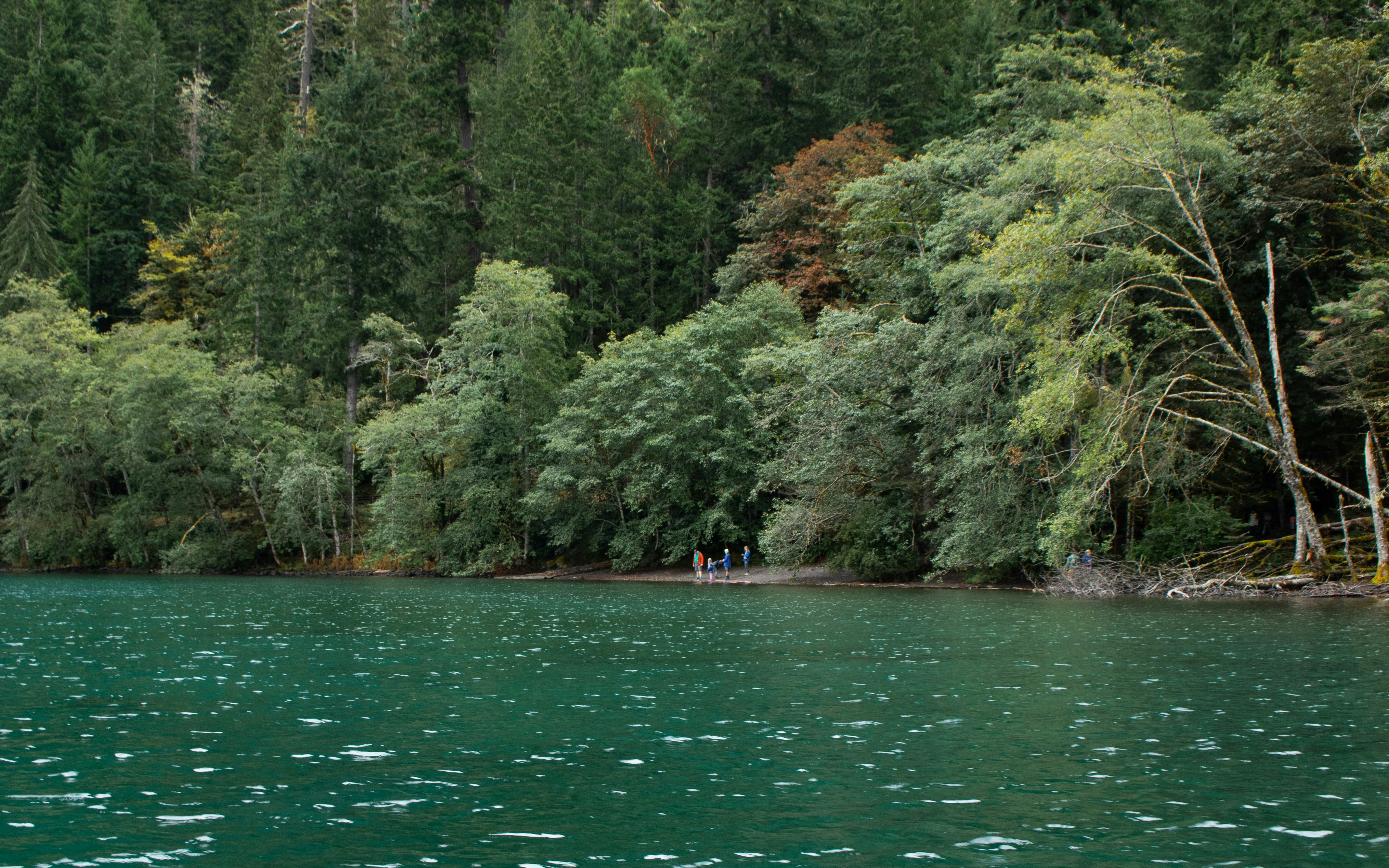 A large body of water surrounded by trees