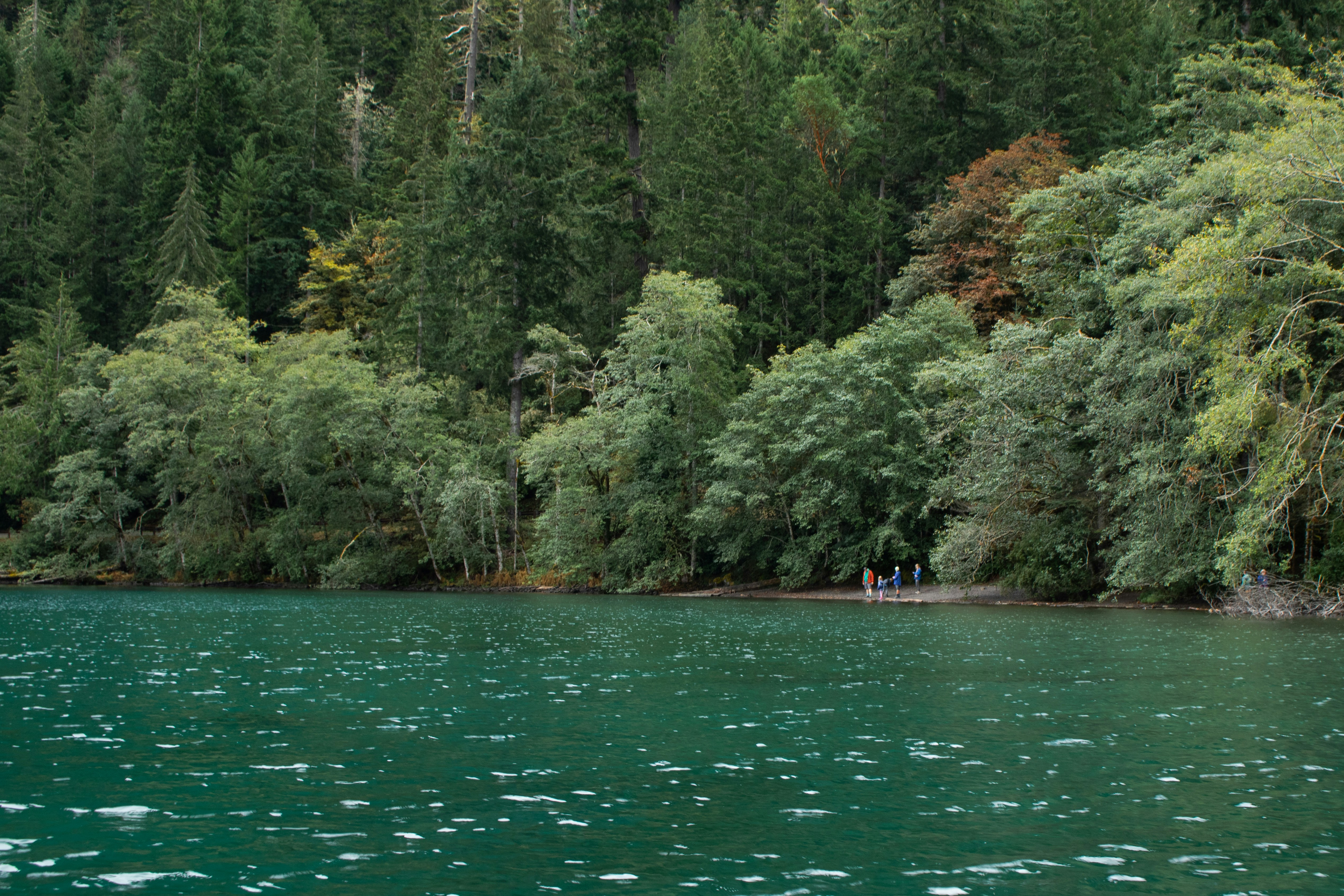 A body of water surrounded by lots of trees