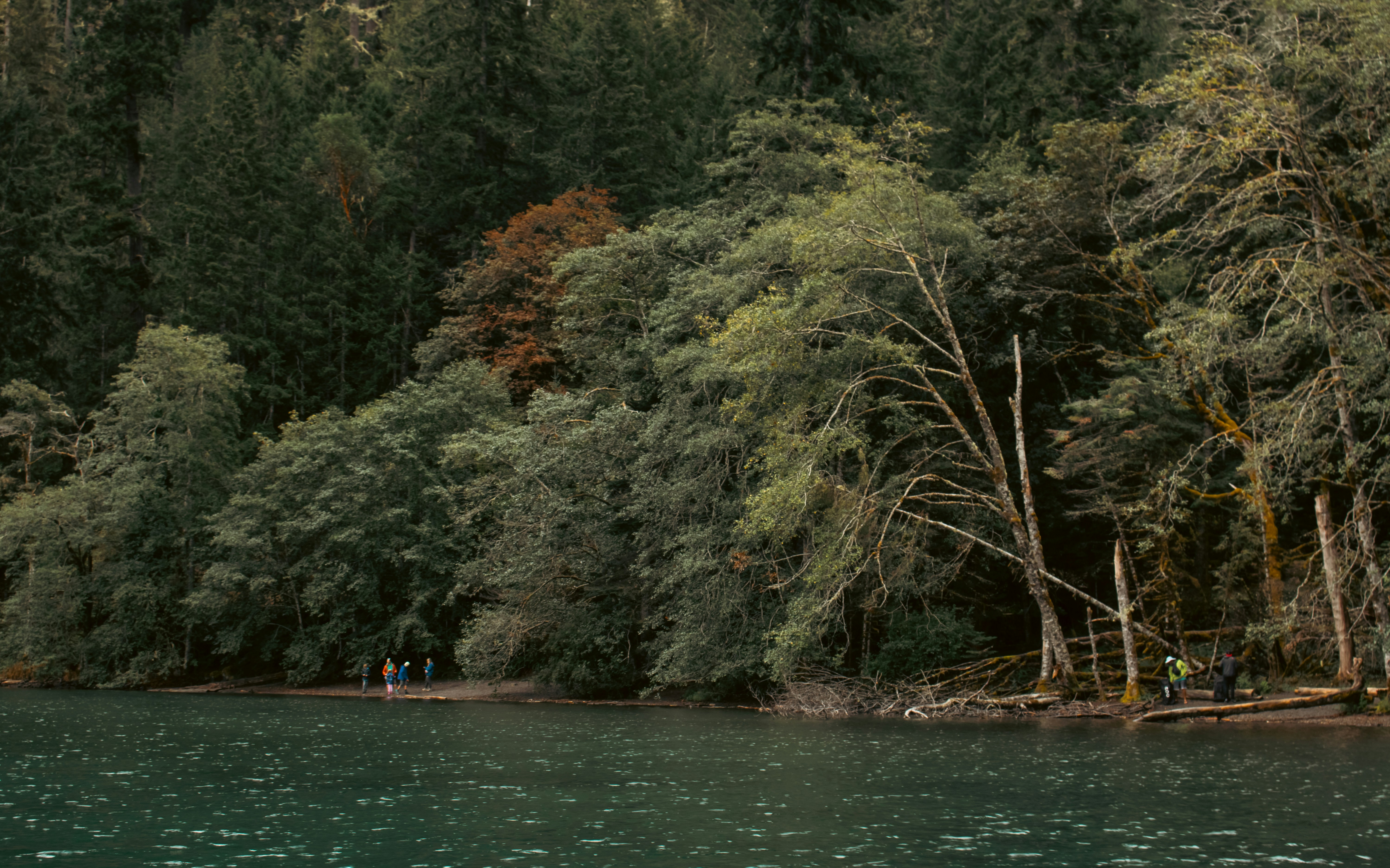 A body of water surrounded by lots of trees