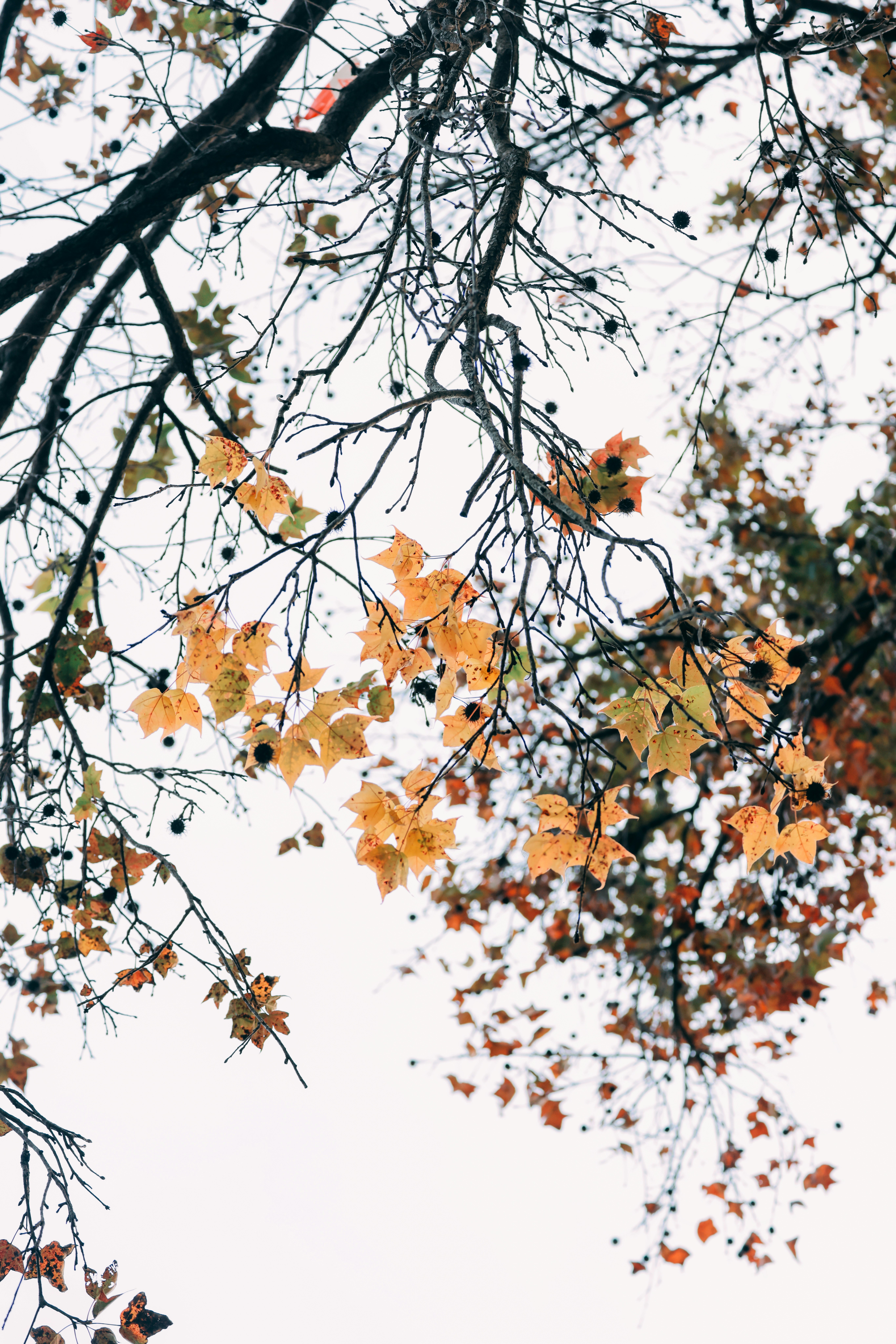 Photo by dickenslin76