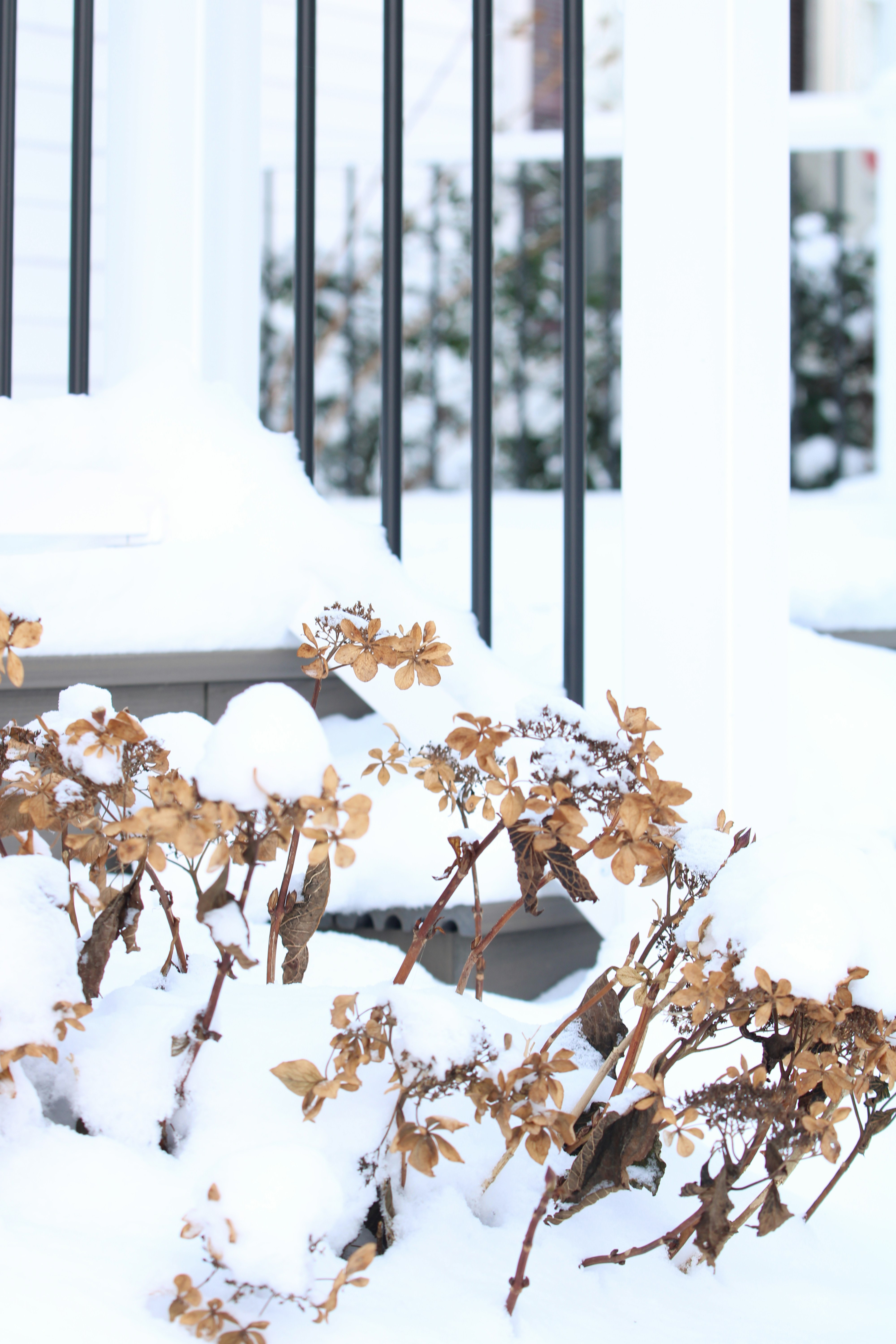 A snow covered planter outside of a building