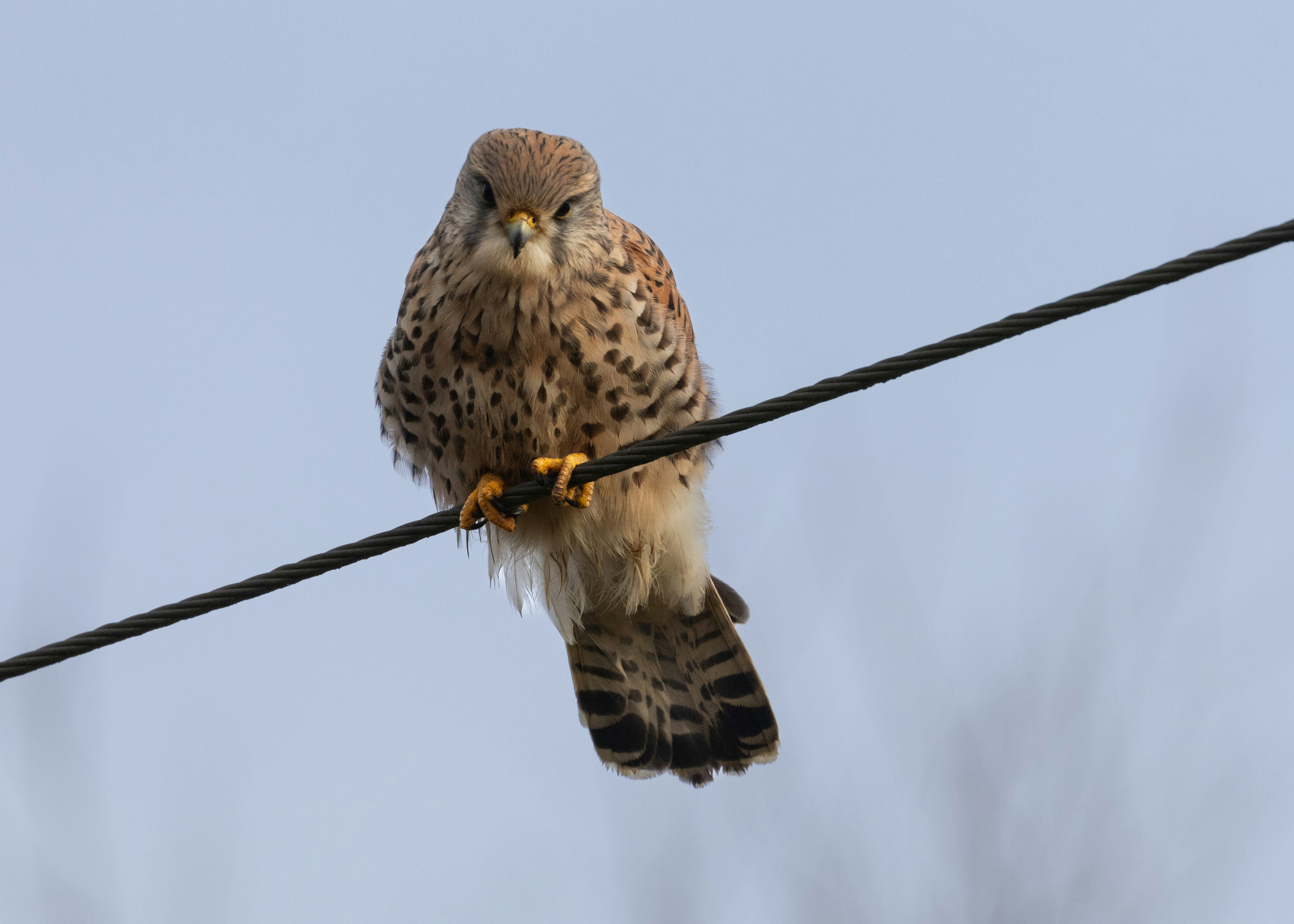 Photo by kevinhessey