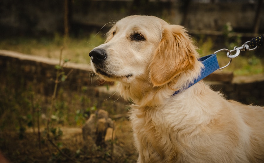 Golden Retriever puppies require careful socialization between 3 and 16 weeks.