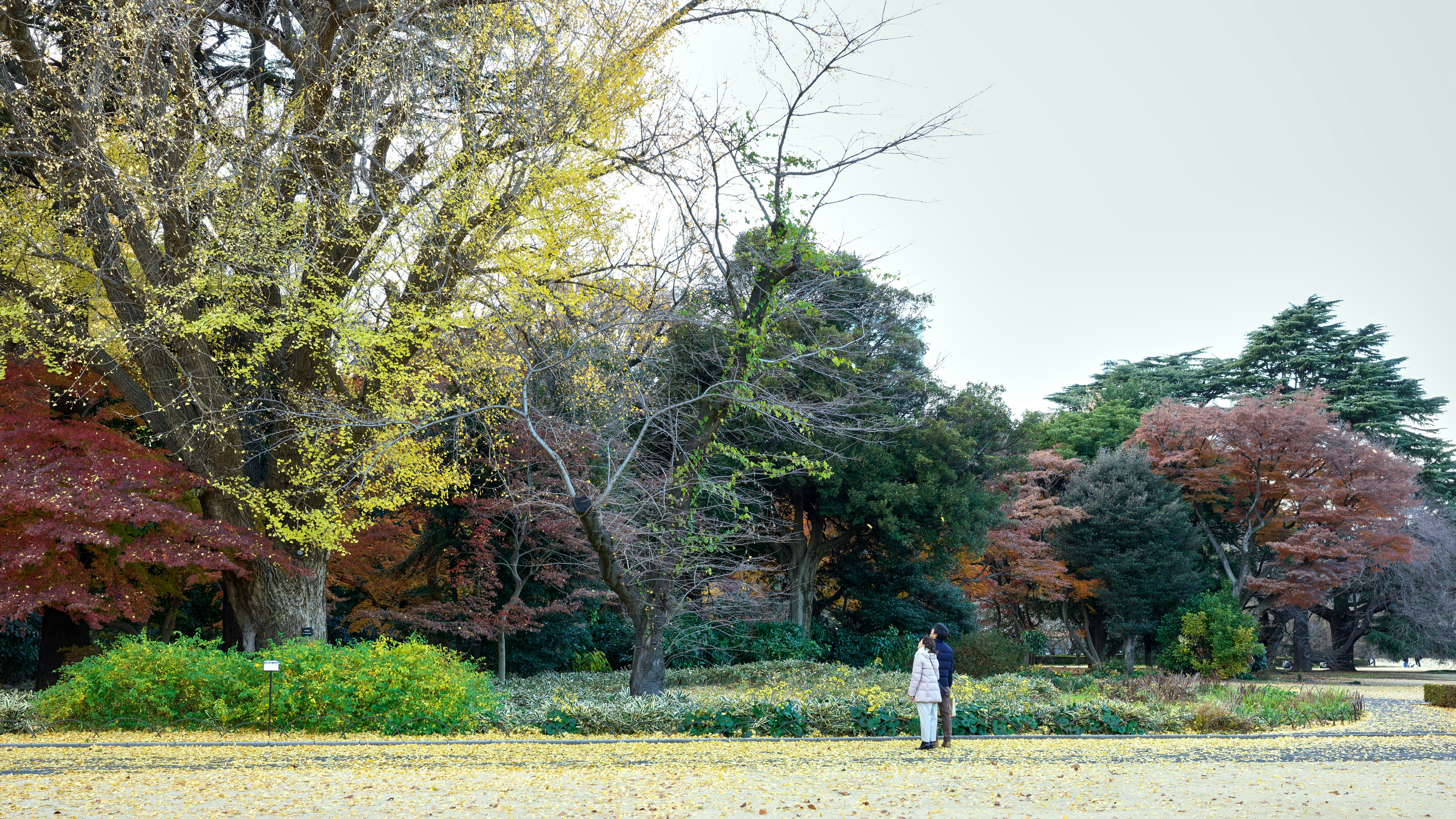 A person standing in a field with trees in the background